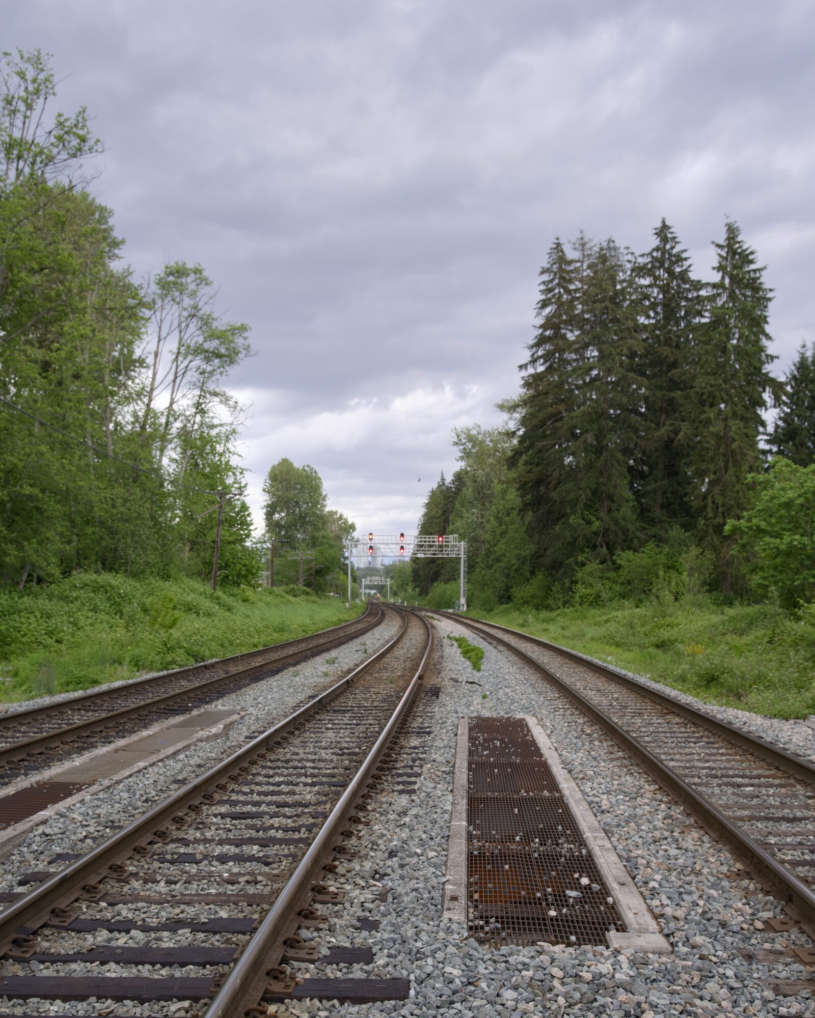 Some train tracks between trees