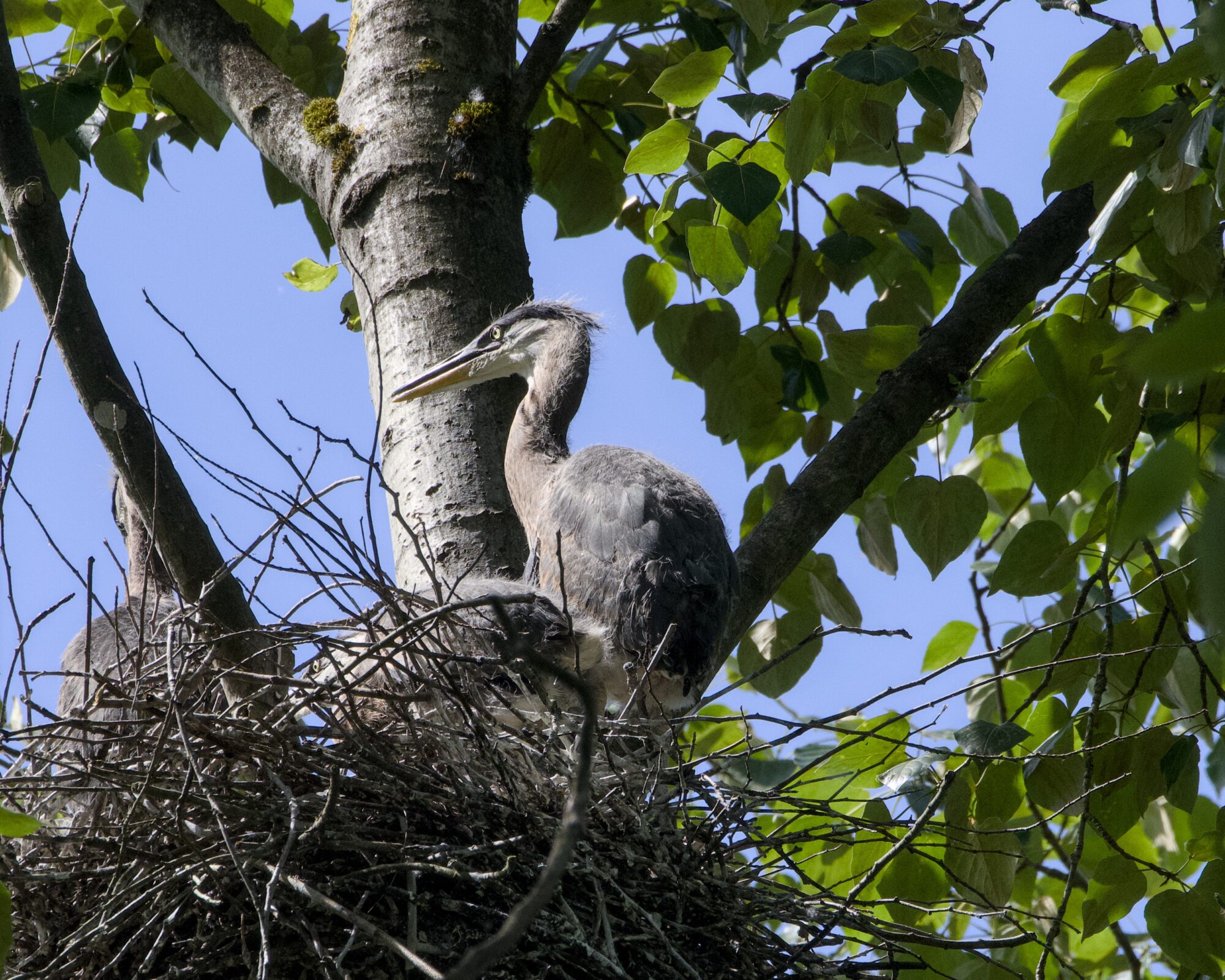 A nestling Great Blue Heron, already pretty well developed, sitting at the edge of its nest and staring out