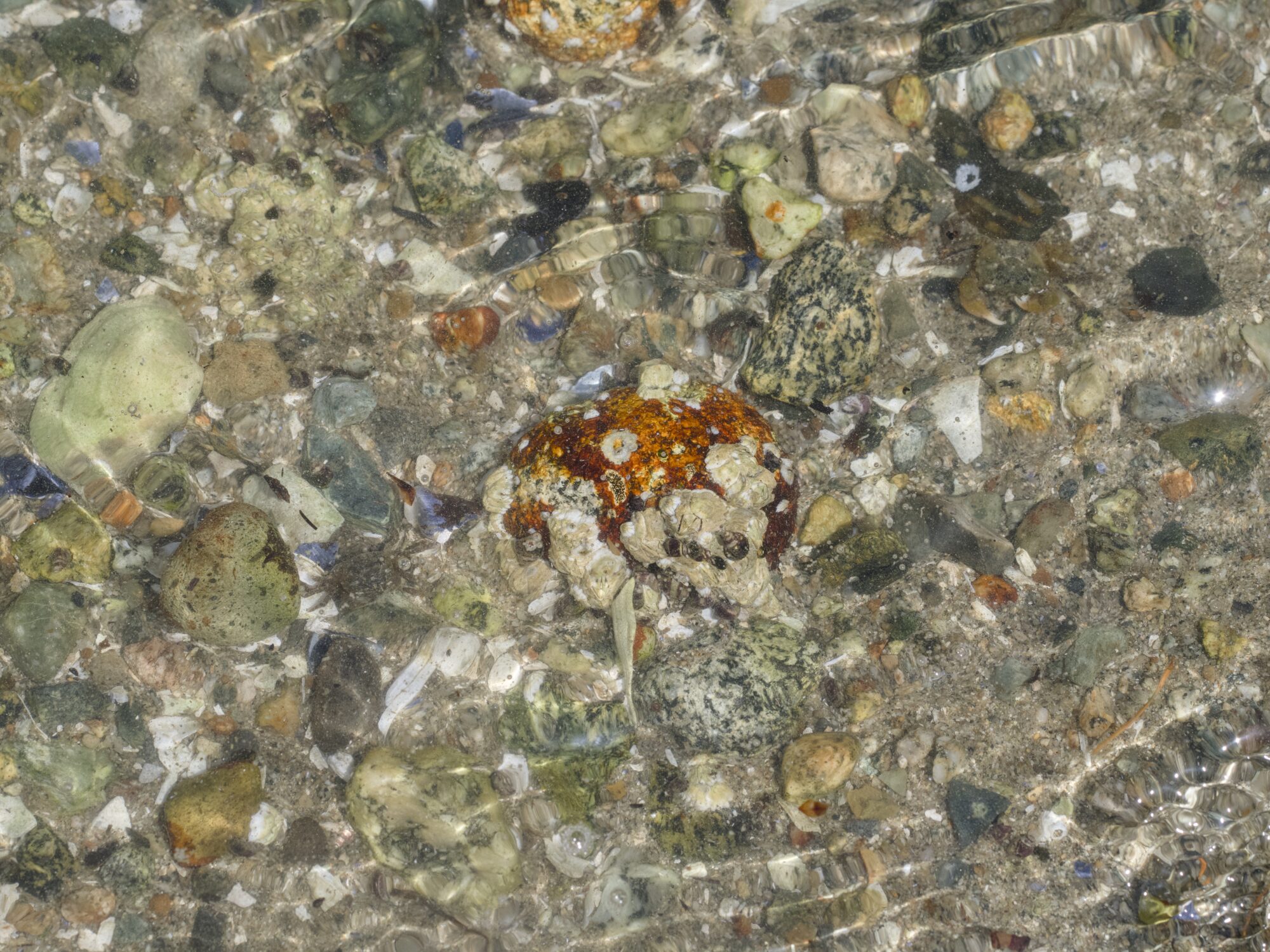 A look at colourful rocks in the shallows