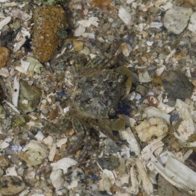 A tiny greyish-green crab in shallow water, surrounded by pebbles and shells