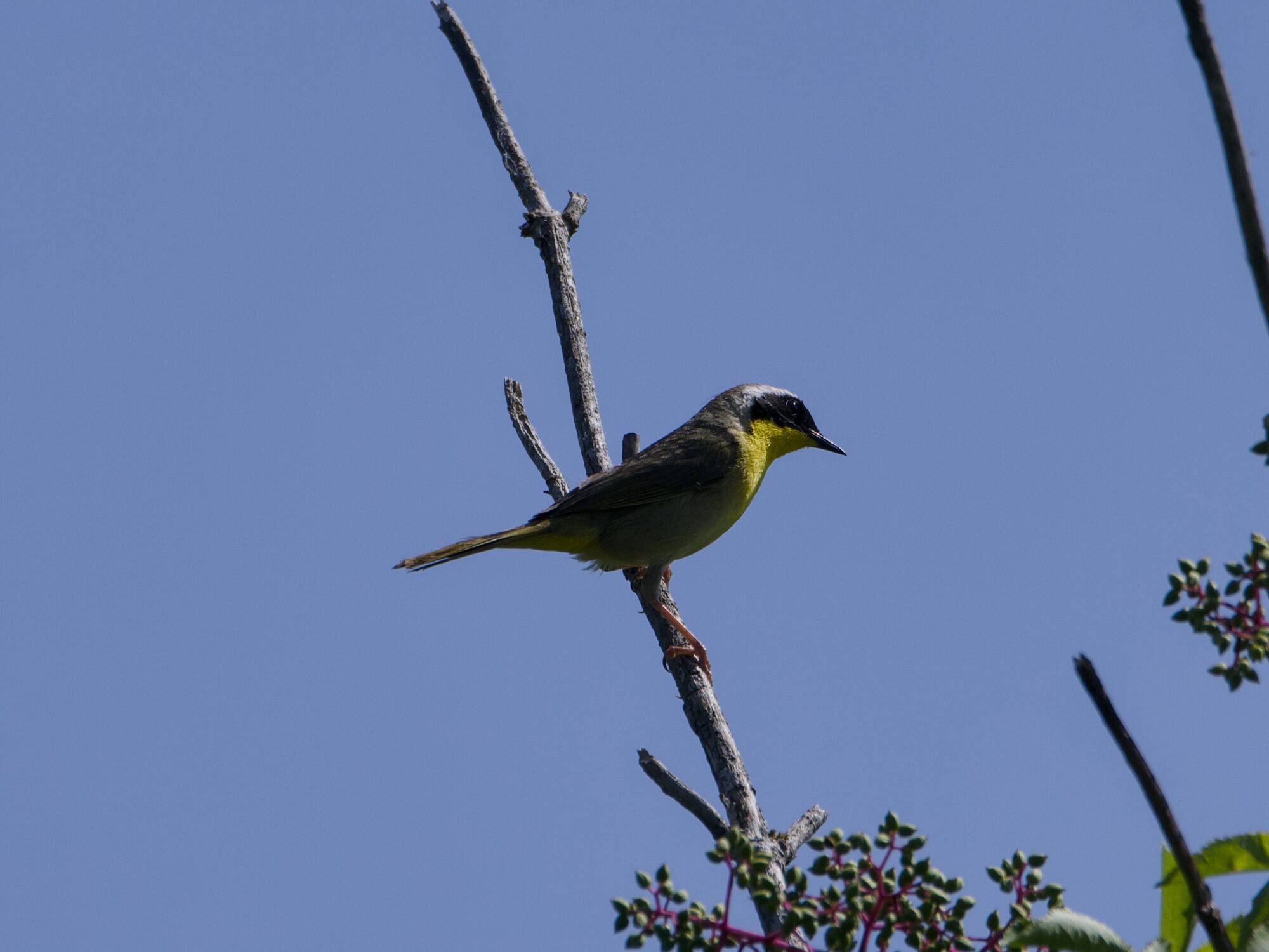 A male Common Yellowthroat, up on a branch against a solid blue sky. It is backlit, but its black mask and radiant yellow throat are very visible