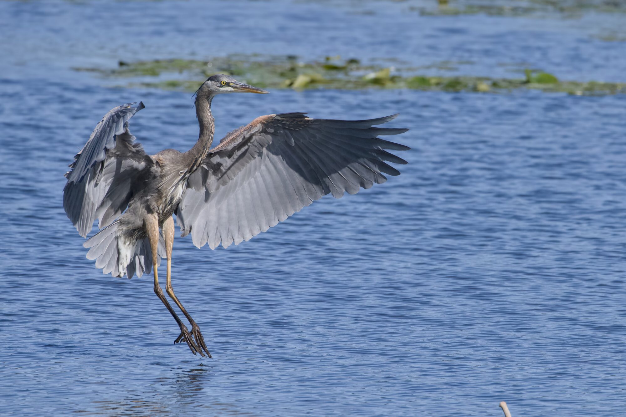 A Great Blue Heron, stance pretty upright, wings and tails fully extended, is about to touch the water with its toes