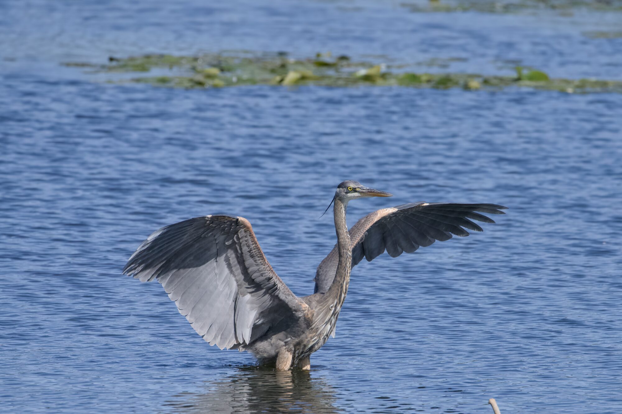 A Great Blue Heron, wings still mostly extended, is now standing belly deep in water
