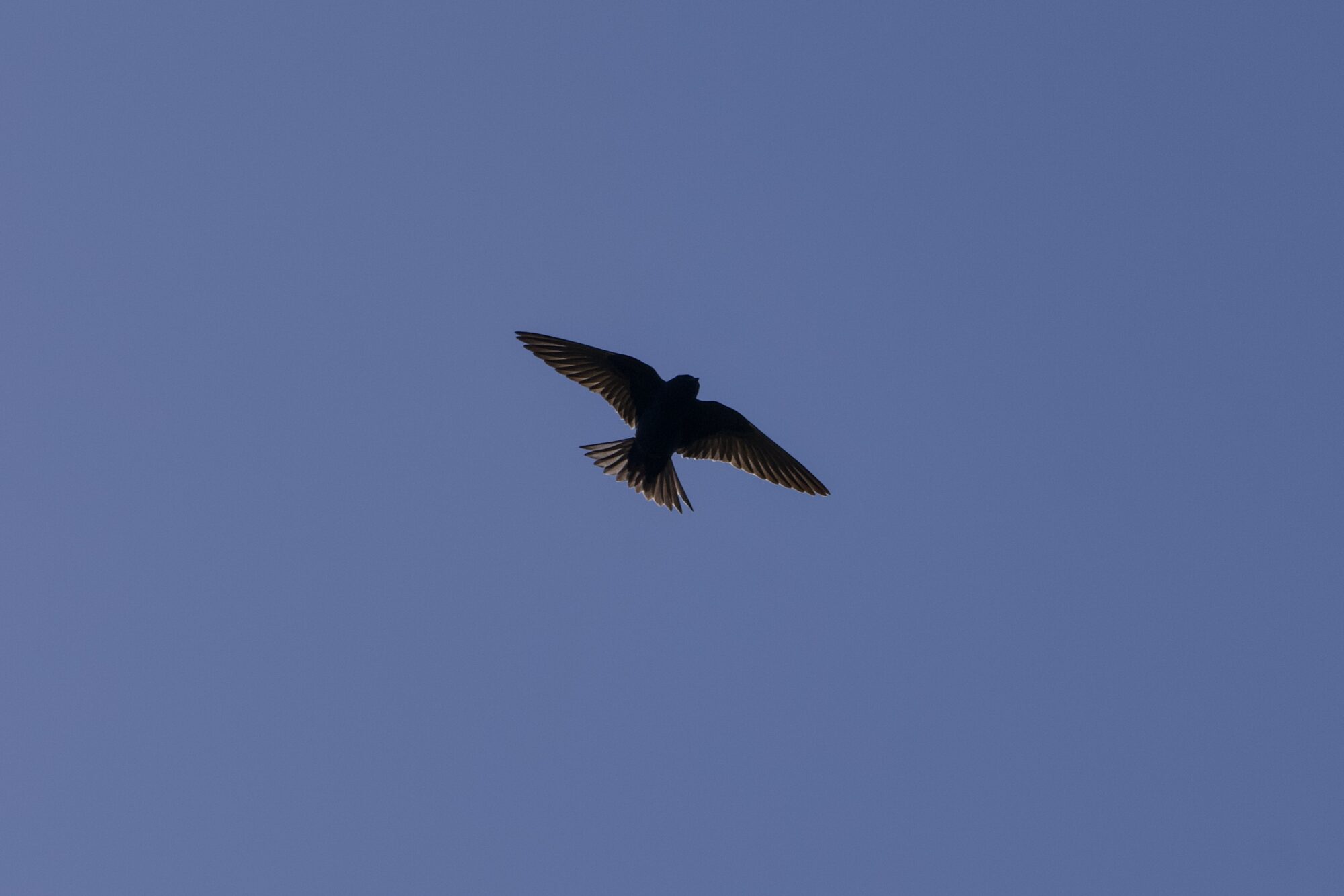 A Rough-winged Swallow seen from below against a solid blue sky