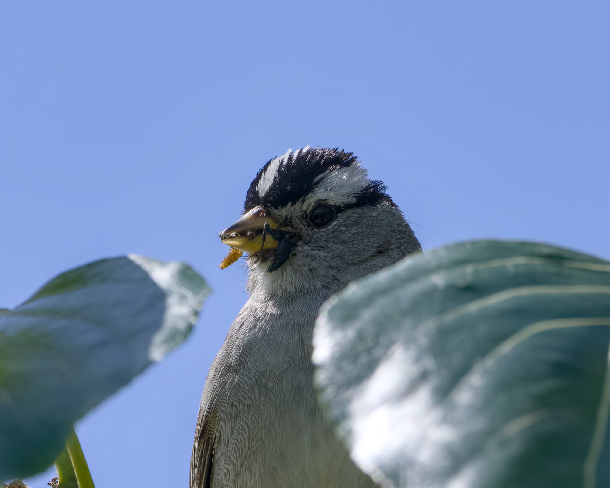 Closeup of an adult White-crowned Sparrow a bit above eye level, holding a bunch of bugs in its beak.