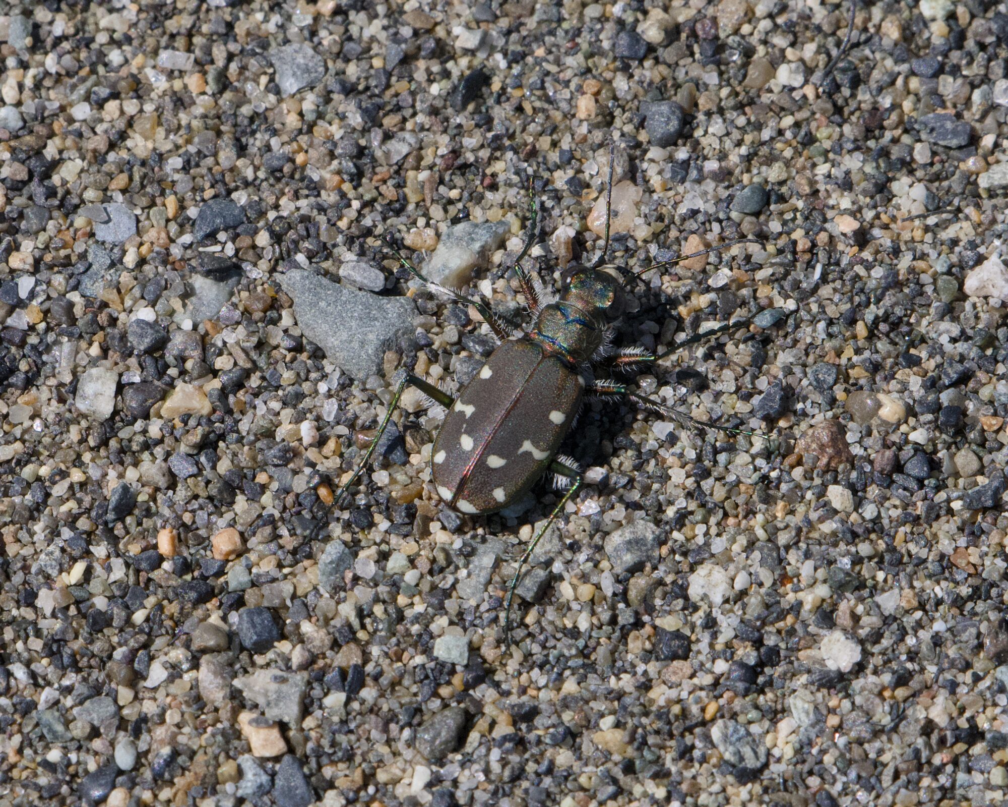 A medium-sized grey beetle with a pattern of white dots, on sandy ground