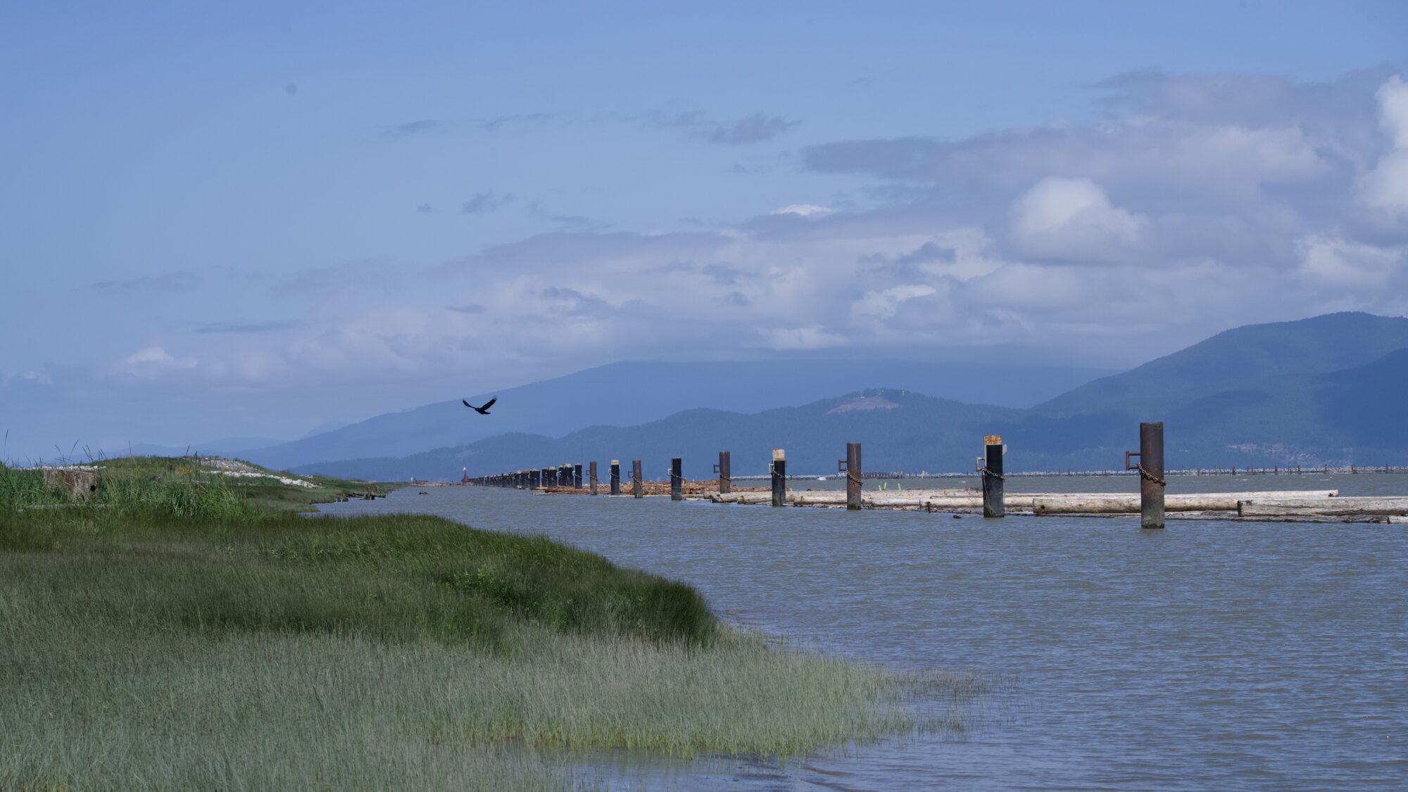 A view of the Fraser River, with pilings and mountains in the distance