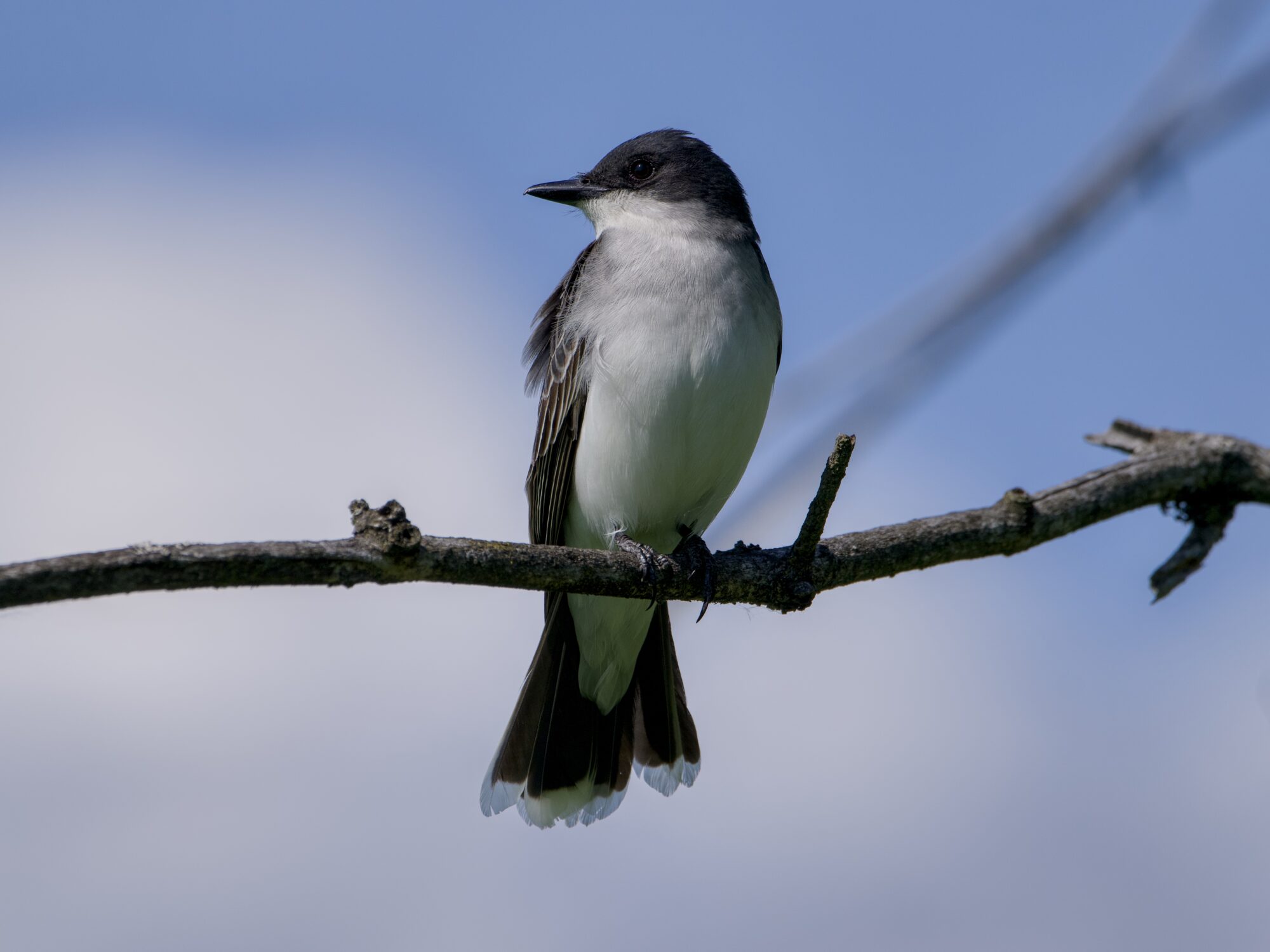 An Eastern Kingbird up on a branch, against a blue and white sky