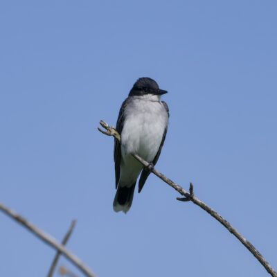 An Eastern Kingbird up on a bare branch, against a solid blue sky