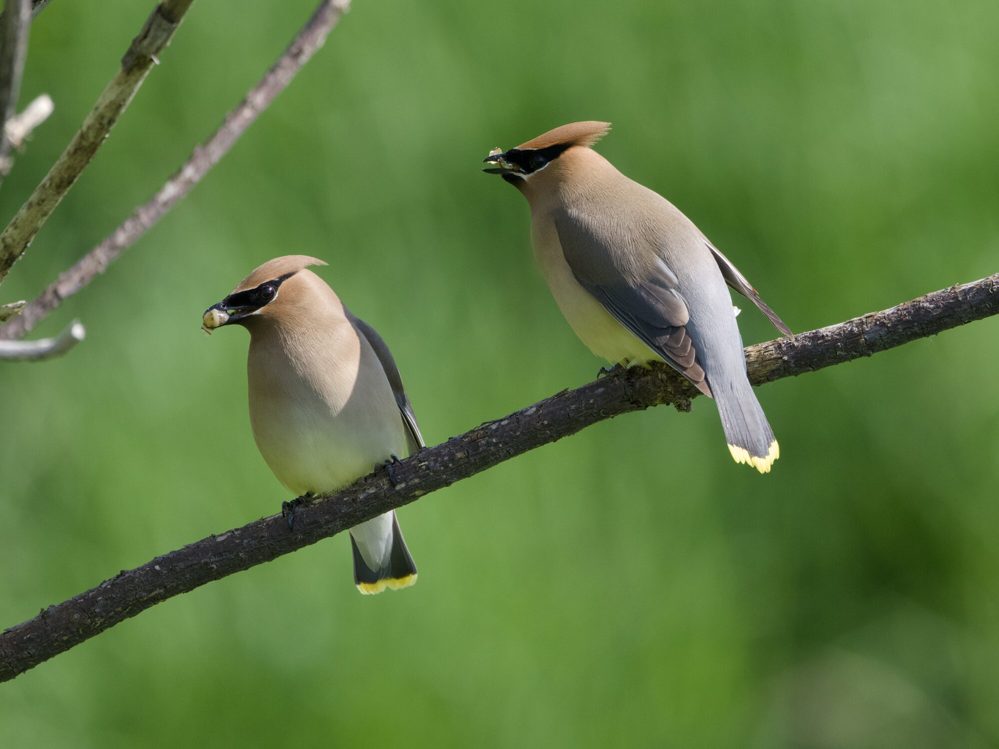 Two Cedar Waxwings on a branch, against a verdant green background, facing camera left. The one on the left is holding a chunk of yellowish meat, the other is holding a bit of snail shell.