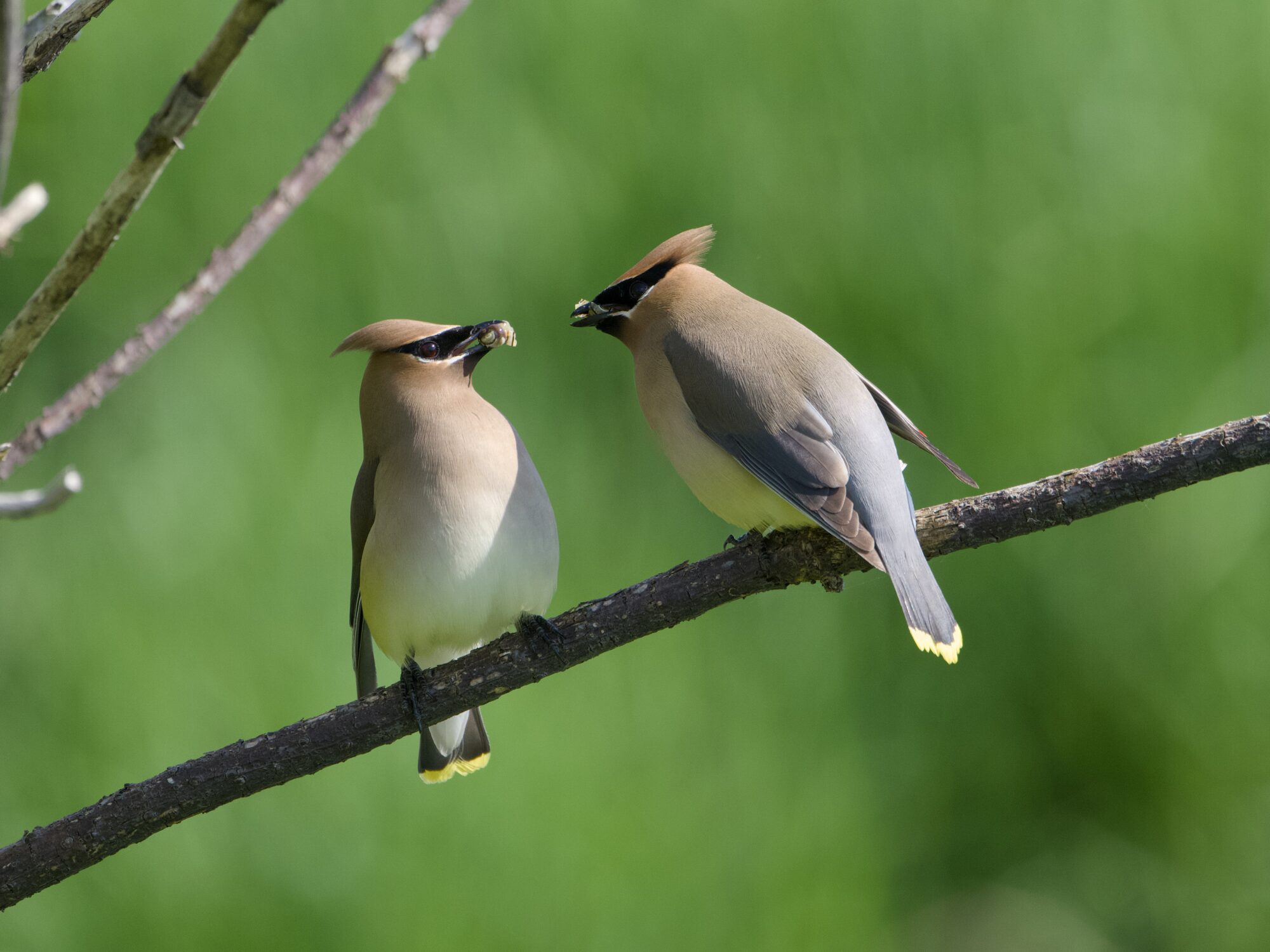 Two Cedar Waxwings on a branch, against a verdant green background, facing each other. The one on the left is holding a chunk of yellowish meat, the other is holding a bit of snail shell.