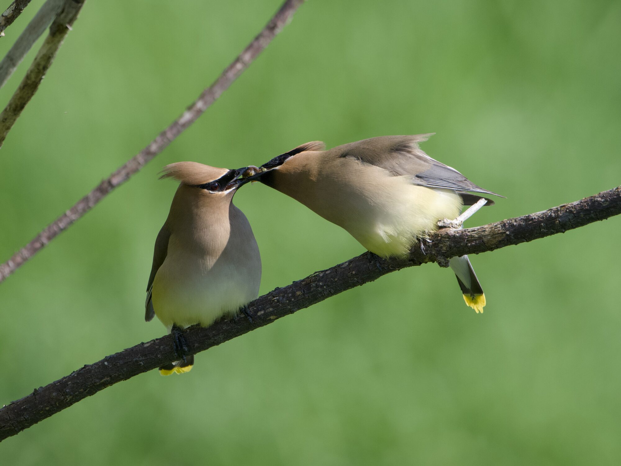 Two Cedar Waxwings on a branch, against a verdant green background, facing each other. Their beaks are almost touching, and they are in the middle of passing a chunk of yellowish meat from one to the other.