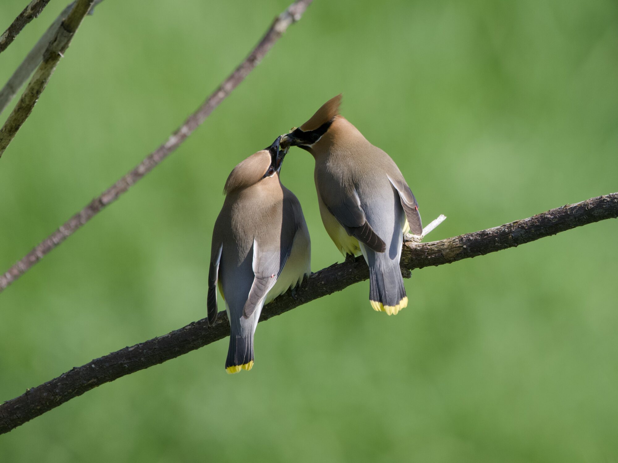 Two Cedar Waxwings on a branch, against a verdant green background, their backs to me. Their beaks are almost touching, and they are in the middle of passing a chunk of yellowish meat from one to the other.