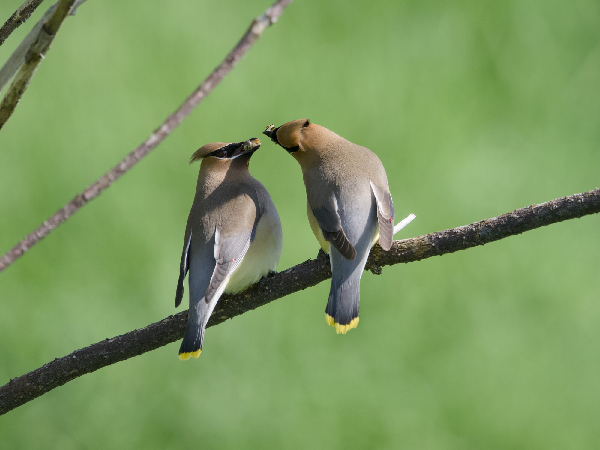 Two Cedar Waxwings on a branch, against a verdant green background, their backs to me. Their beaks are almost touching, and they are just done passing a chunk of yellowish meat from one to the other.