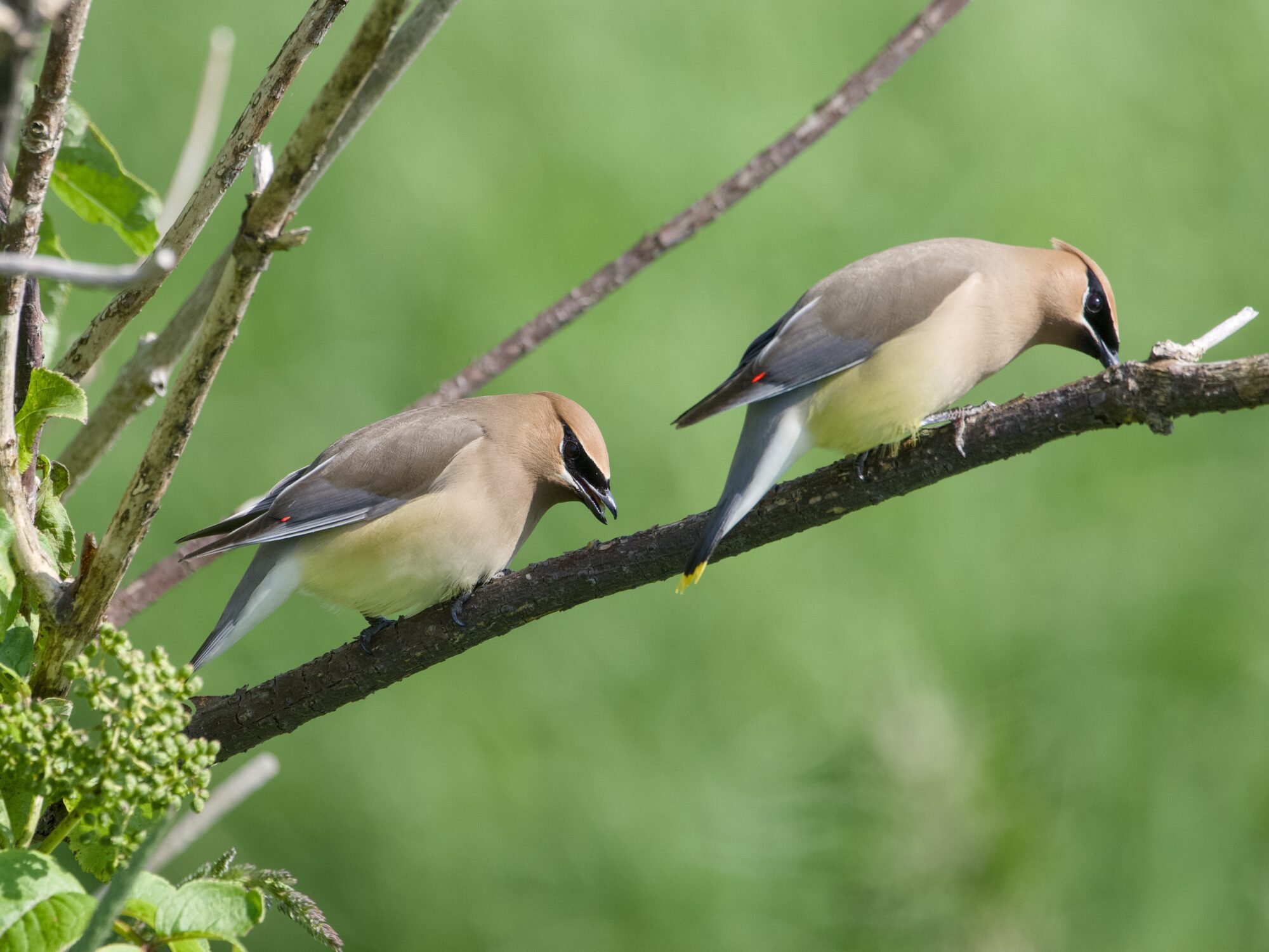 Two Cedar Waxwings on a branch, cleaning off their beaks