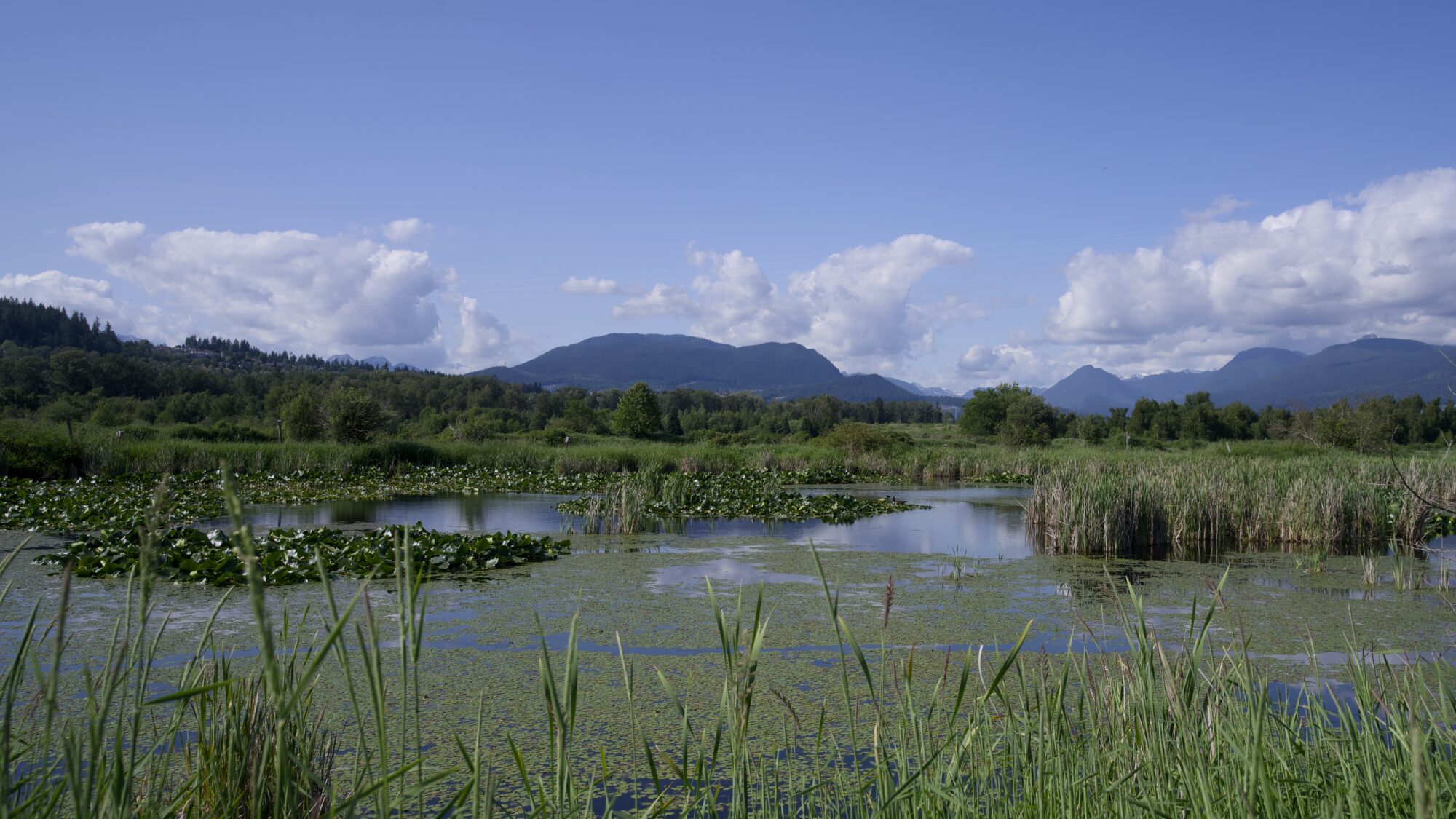 A quiet little pond ringed with green reeds, and mostly covered with lilypads. There are trees in the background, and mountains behind them. The sky is blue, with some puffy white clouds around the mountains