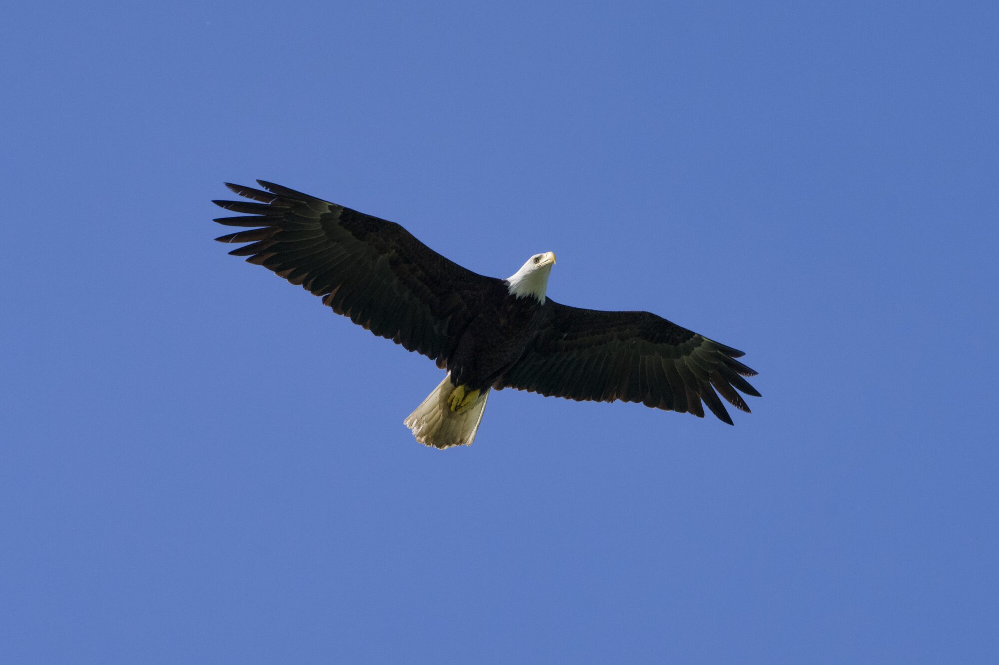 An adult Bald Eagle soaring, seen from below against a solid blue sky