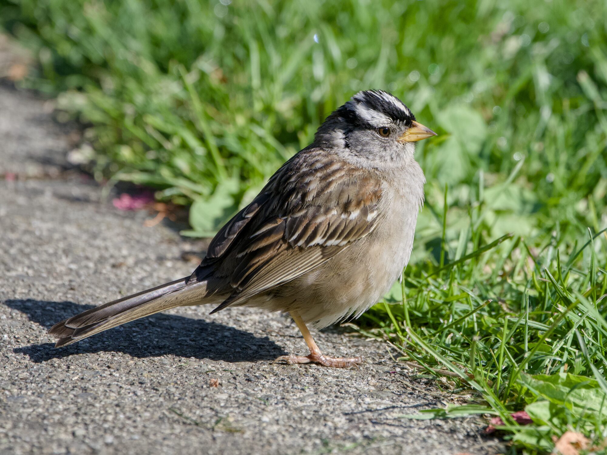 An adult White-crowned Sparrow sitting at the edge of a concrete path and grass, in bright sunlight