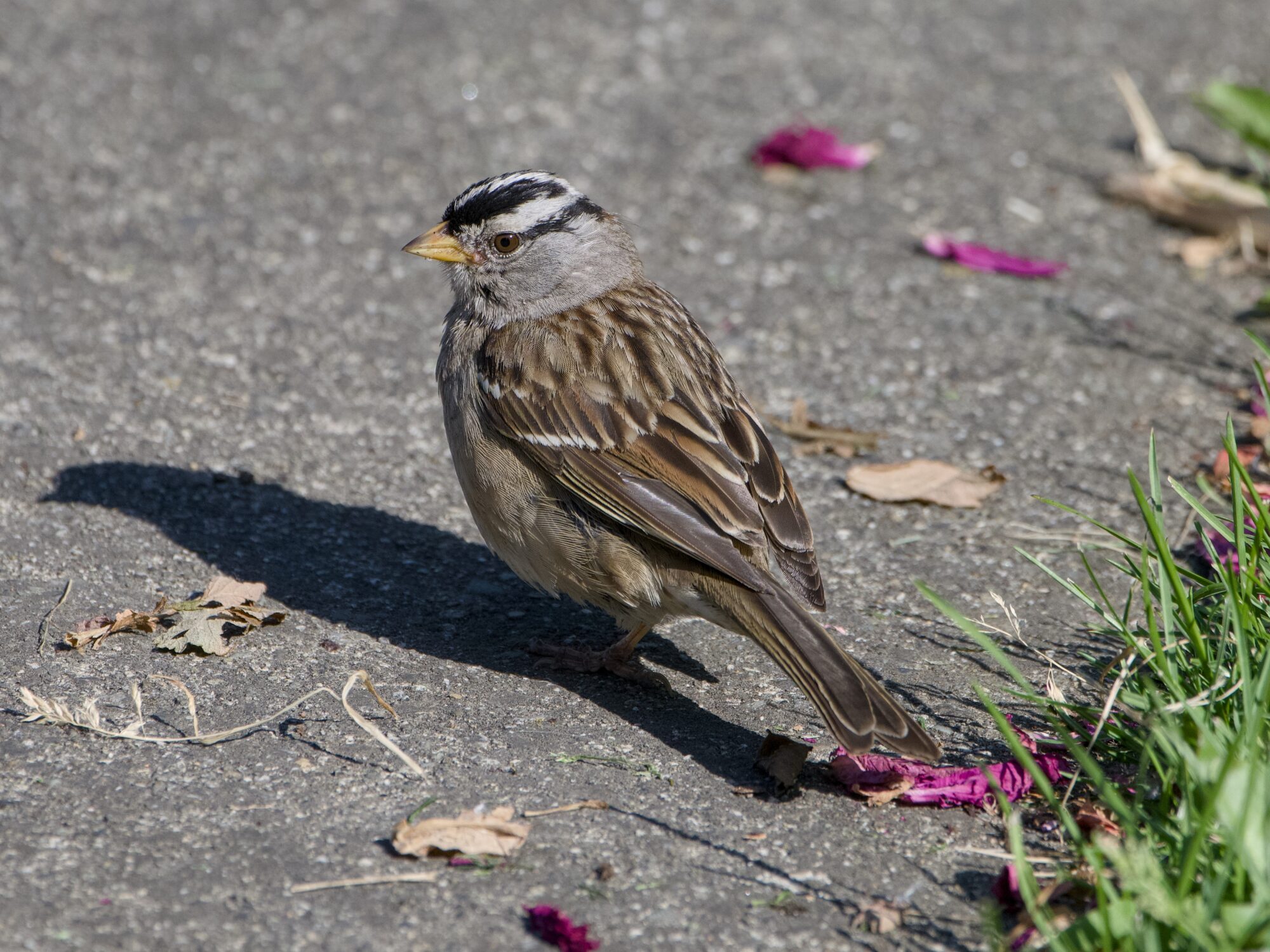 An adult White-crowned Sparrow facing partly away from me, on a concrete path, with a few dried leaves and twigs and flowers around