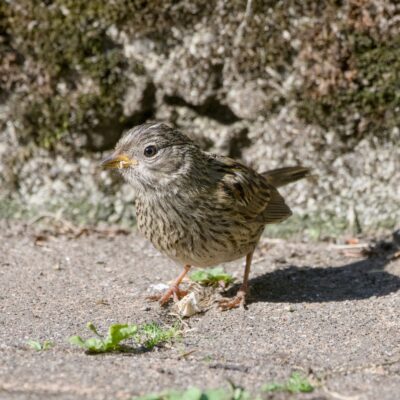 A fledgling White-crowned Sparrow is sitting on a concrete path, in the sun