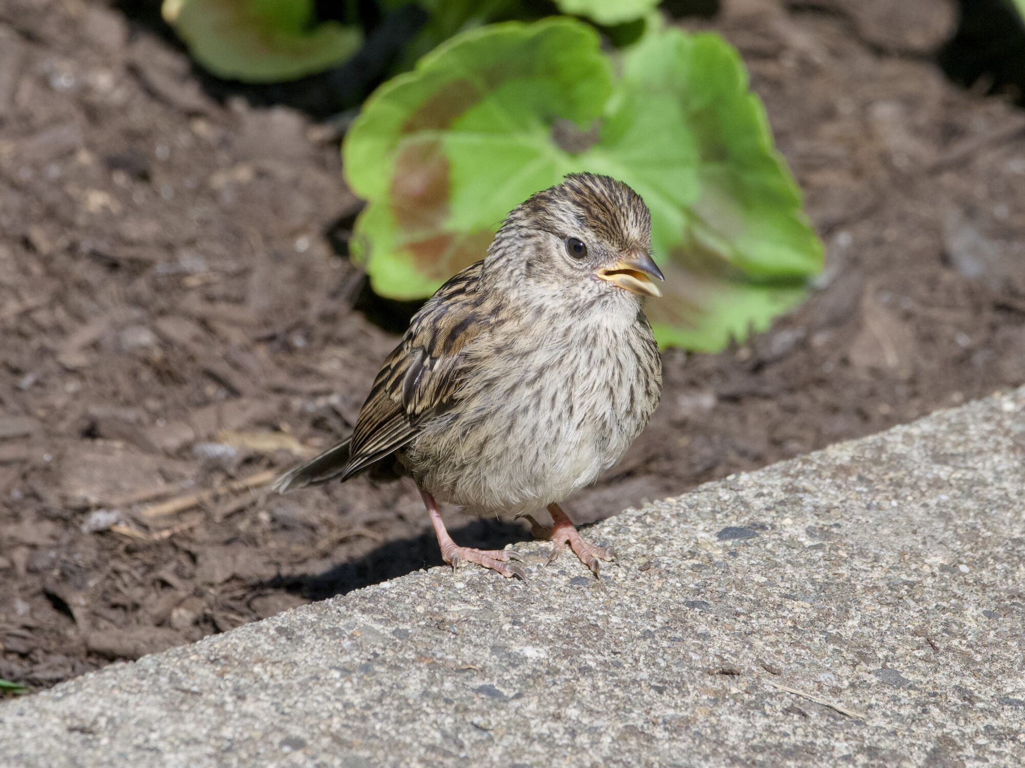 A fledgling White-crowned Sparrow is sitting at the edge of a concrete path. Behind it is earth and bushes