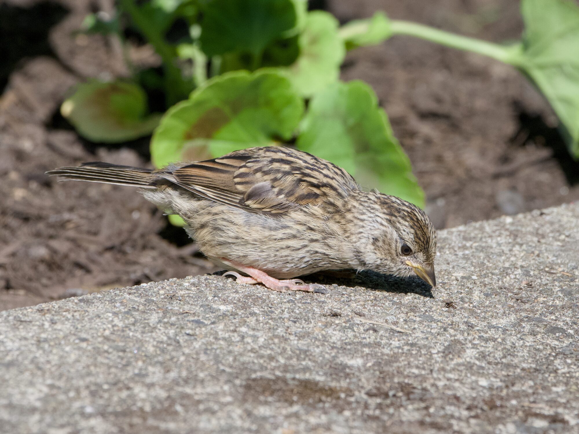 A fledgling White-crowned Sparrow is sitting at the edge of a concrete path. Behind it is earth and bushes. It is leaning forward to look at an ant