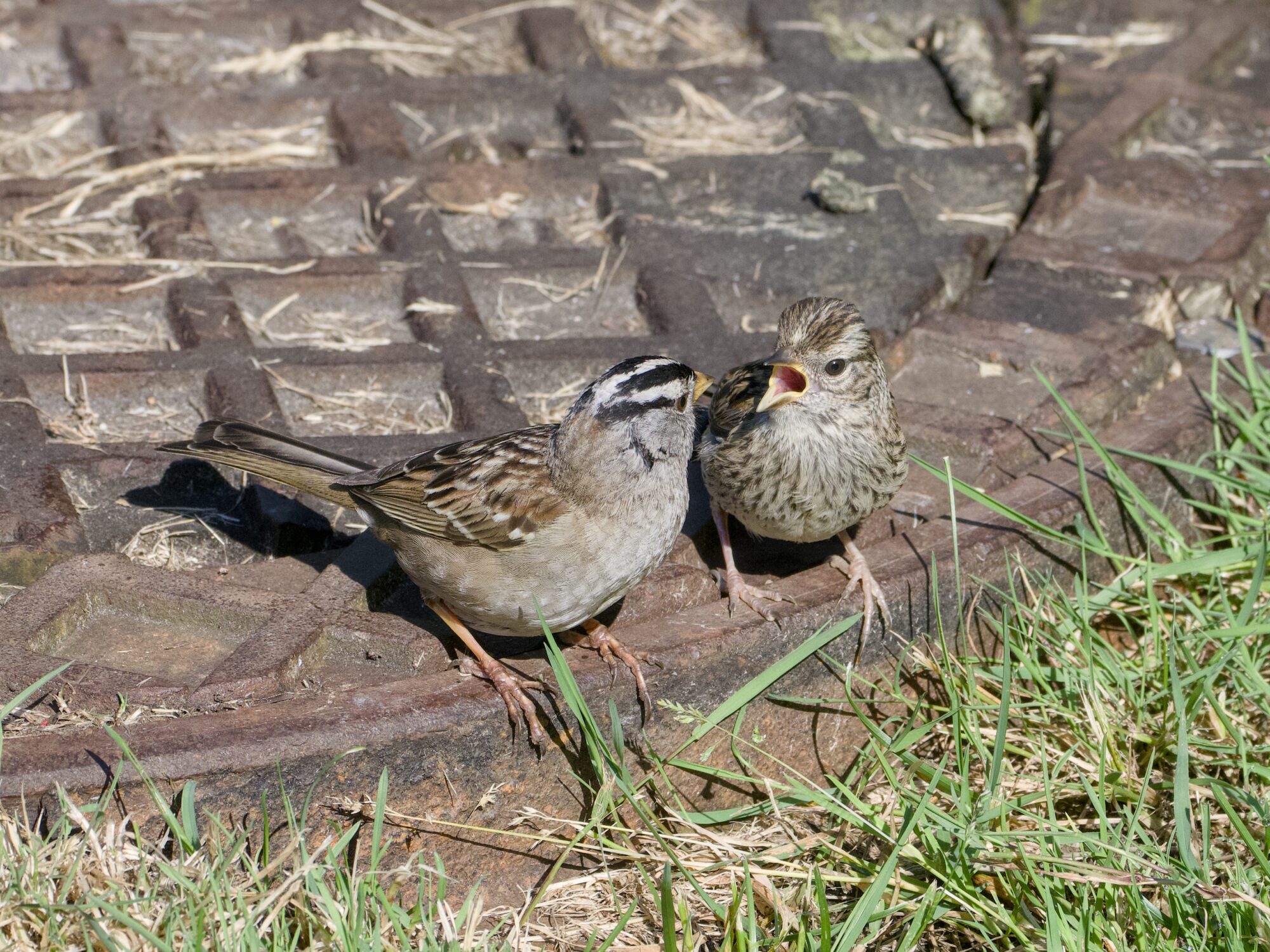Two White-crowned Sparrows on a metal manhole surrounded by grass. One is an adult, the other is a fledgling begging for food, its beak wide open.