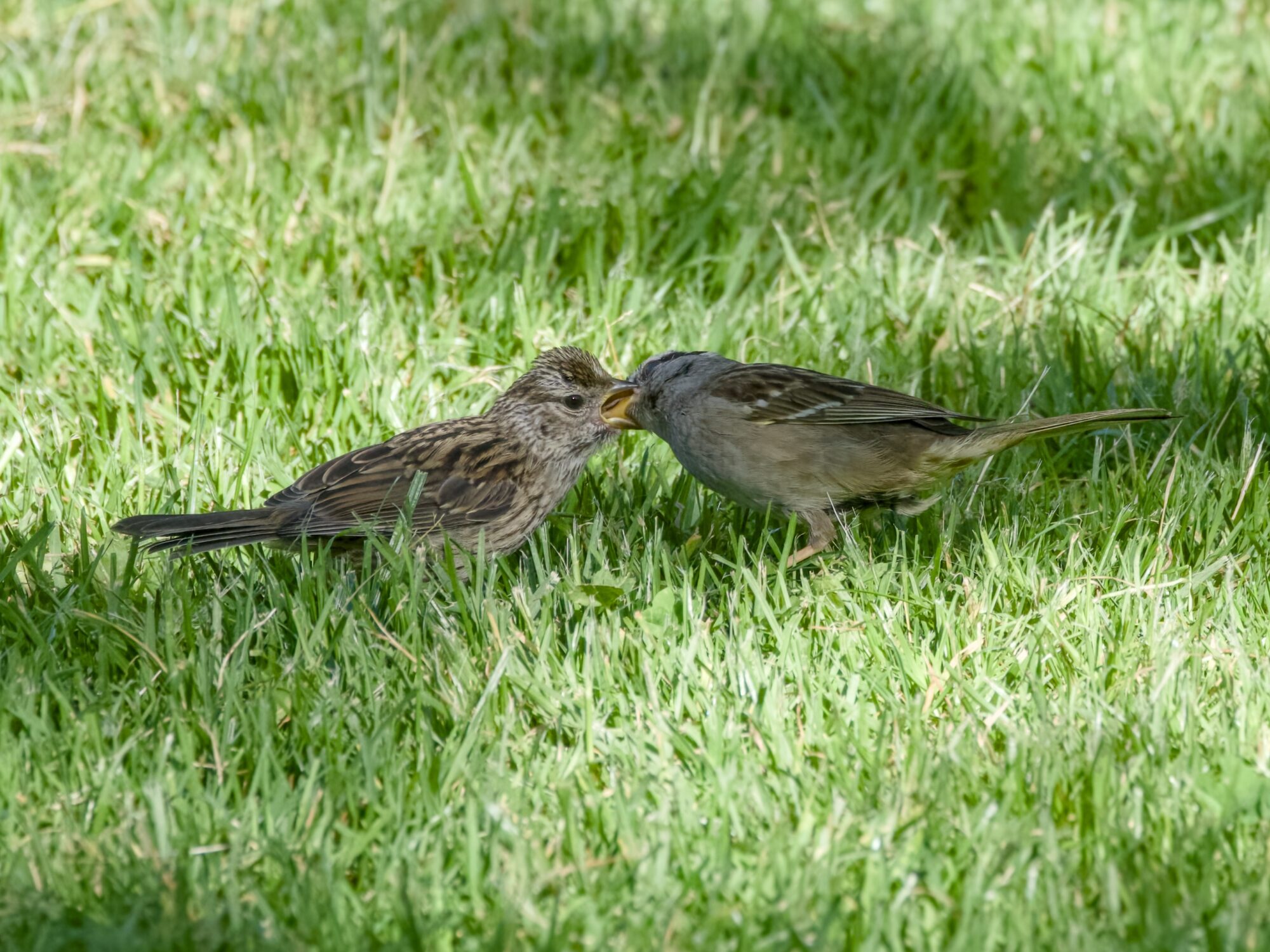 An adult White-crowned Sparrow feeding a fledgling by stuffing food in its beak. They are on green grass, partly in the shade.