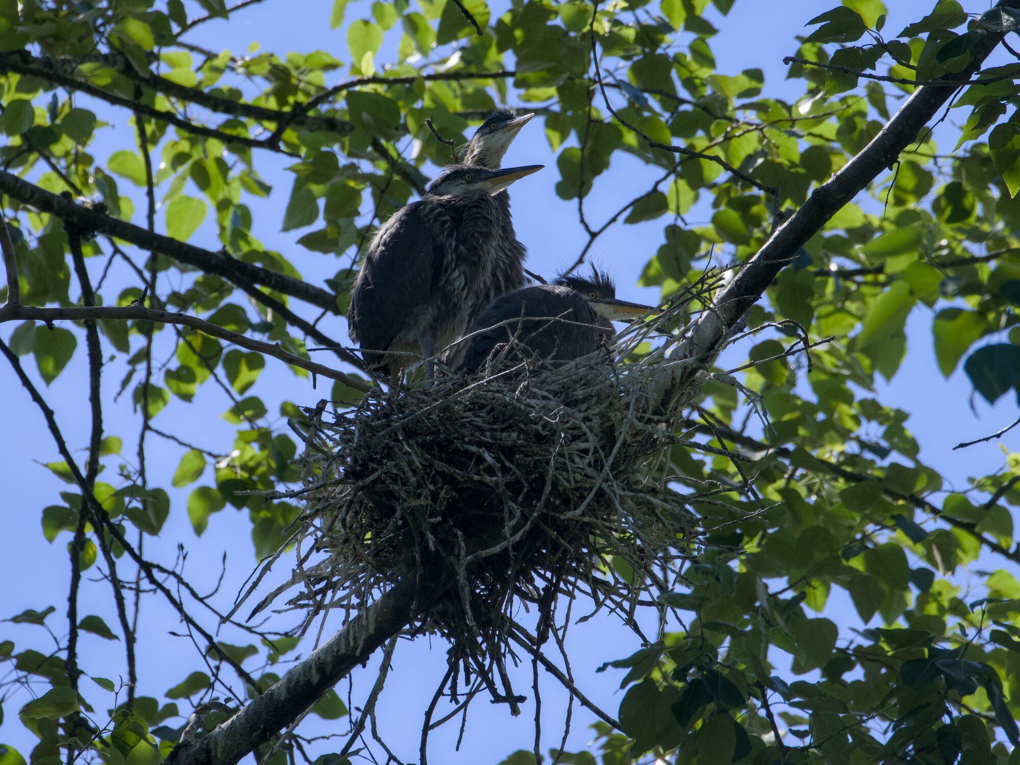 Looking up at a Great Blue Heron nest in a tree. Three nestlings, already pretty grown, are visible