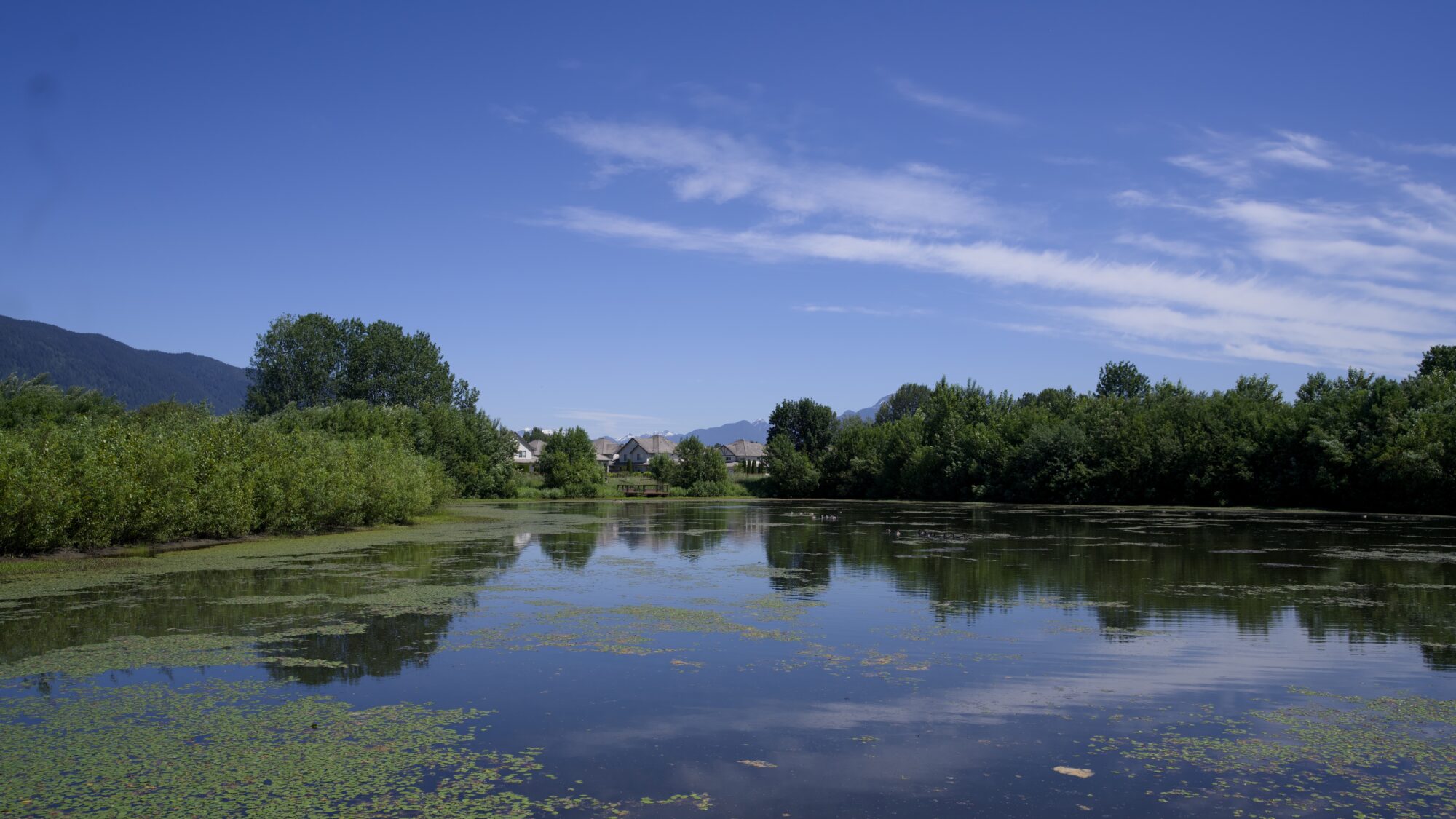 A pond, surrounded by trees, under a blue sky with only a few little wisps of clouds