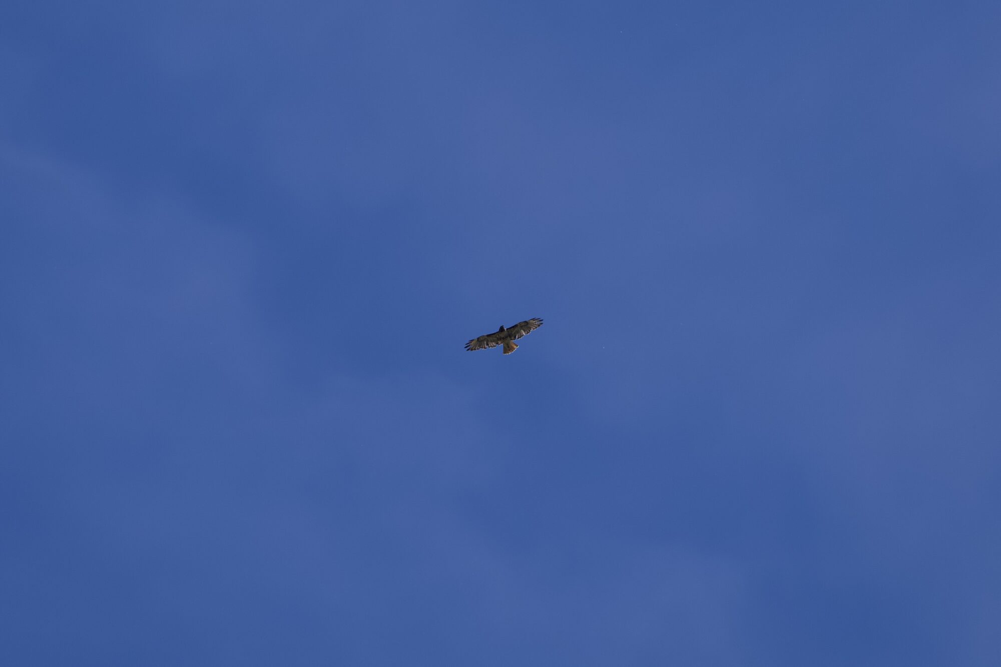 Some kind of raptor very high up in the blue sky. The underwings are relatively light, and the tail a bit reddish, so it's probably a Red-tailed Hawk