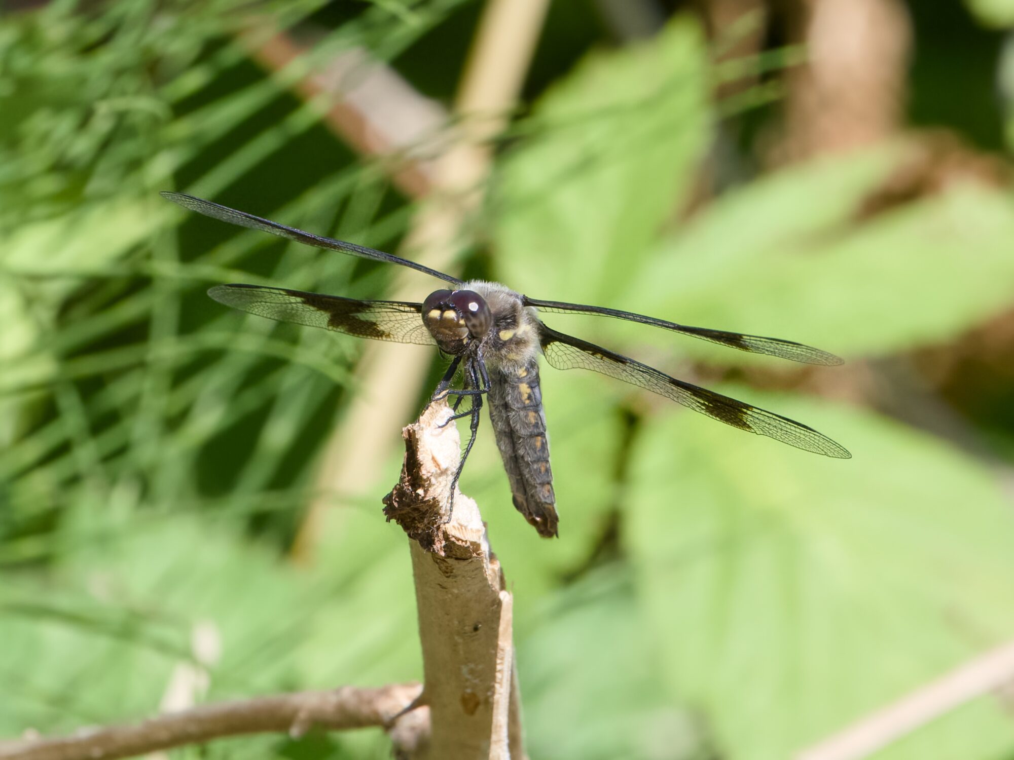 A grey and brown dragonfly with rich brown eyes and large black spots on its wings, is resting on a twig