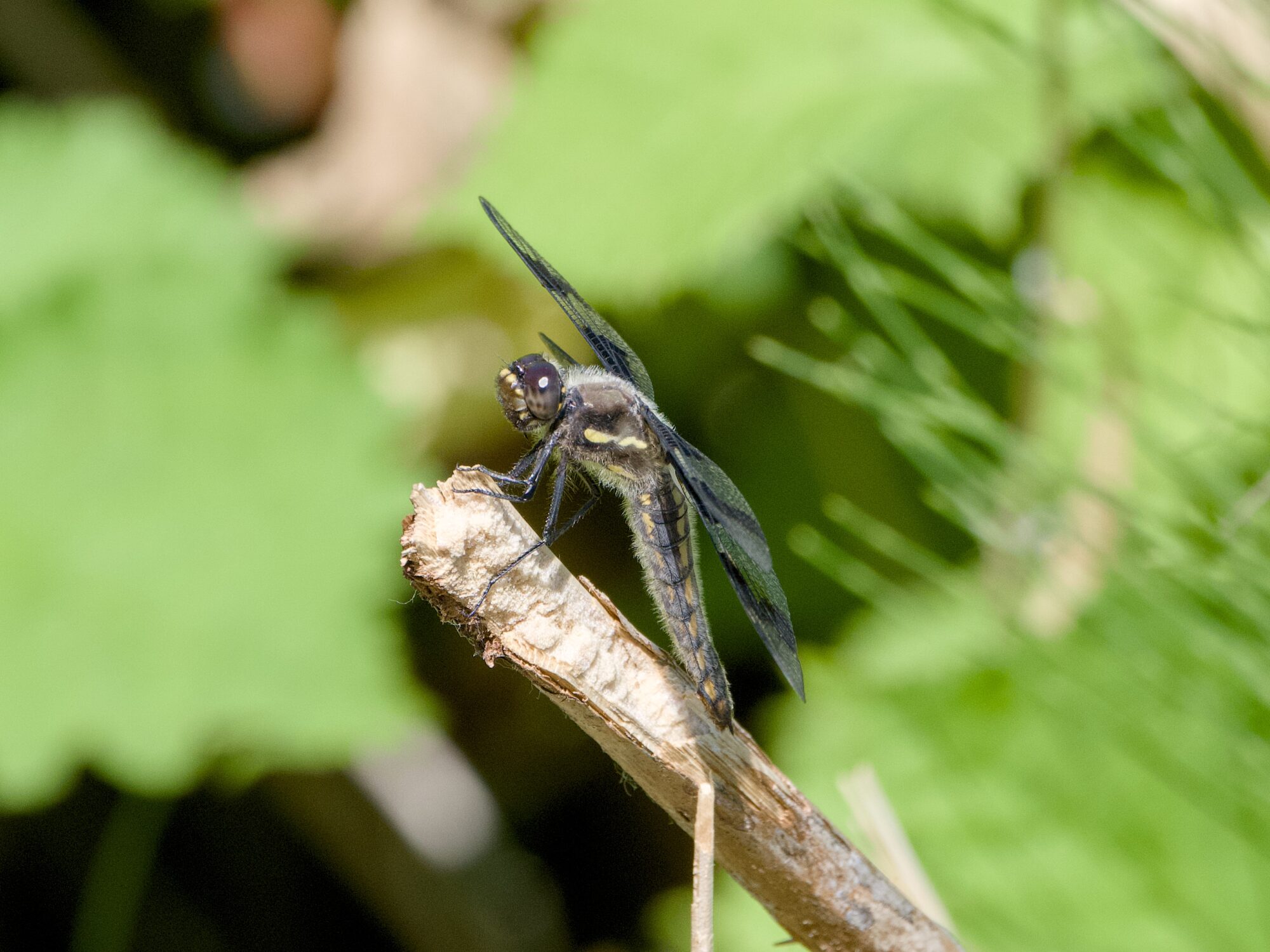 A grey and brown dragonfly with rich brown eyes and large black spots on its wings, is resting on a twig
