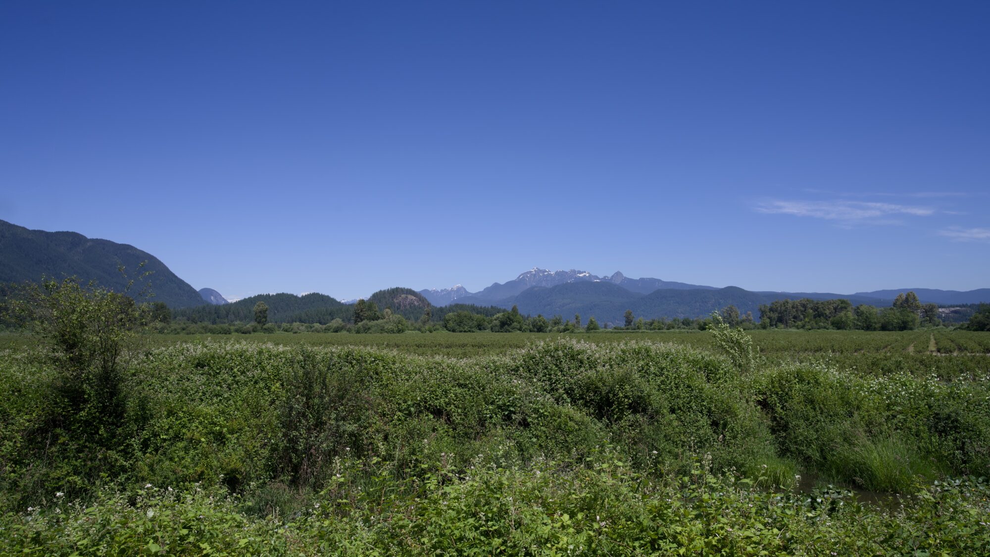 A green landscape under a solid blue sky, with rolling green mountains in the background and sharper snowy mountains even further back