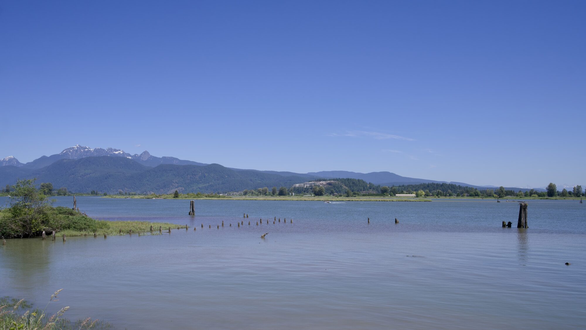 A wide, calm river, with low mountains in the background. There are a bunch of pilings of various sizes in the water