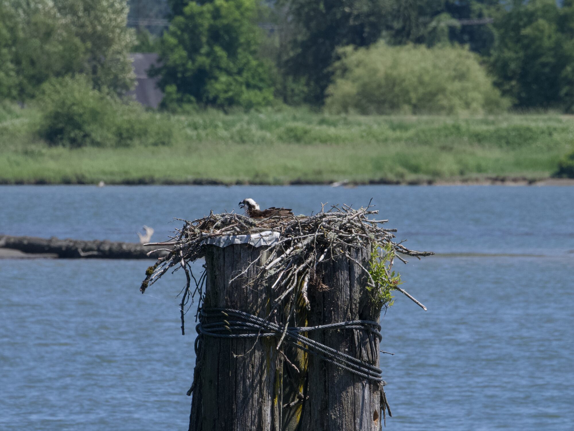 An Osprey sitting in its nest, on top of a big piling in the water. There are trees and green things in the far background. Its beak is open, it might be panting