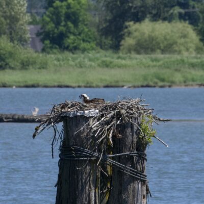 An Osprey sitting in its nest, on top of a big piling in the water. There are trees and green things in the far background