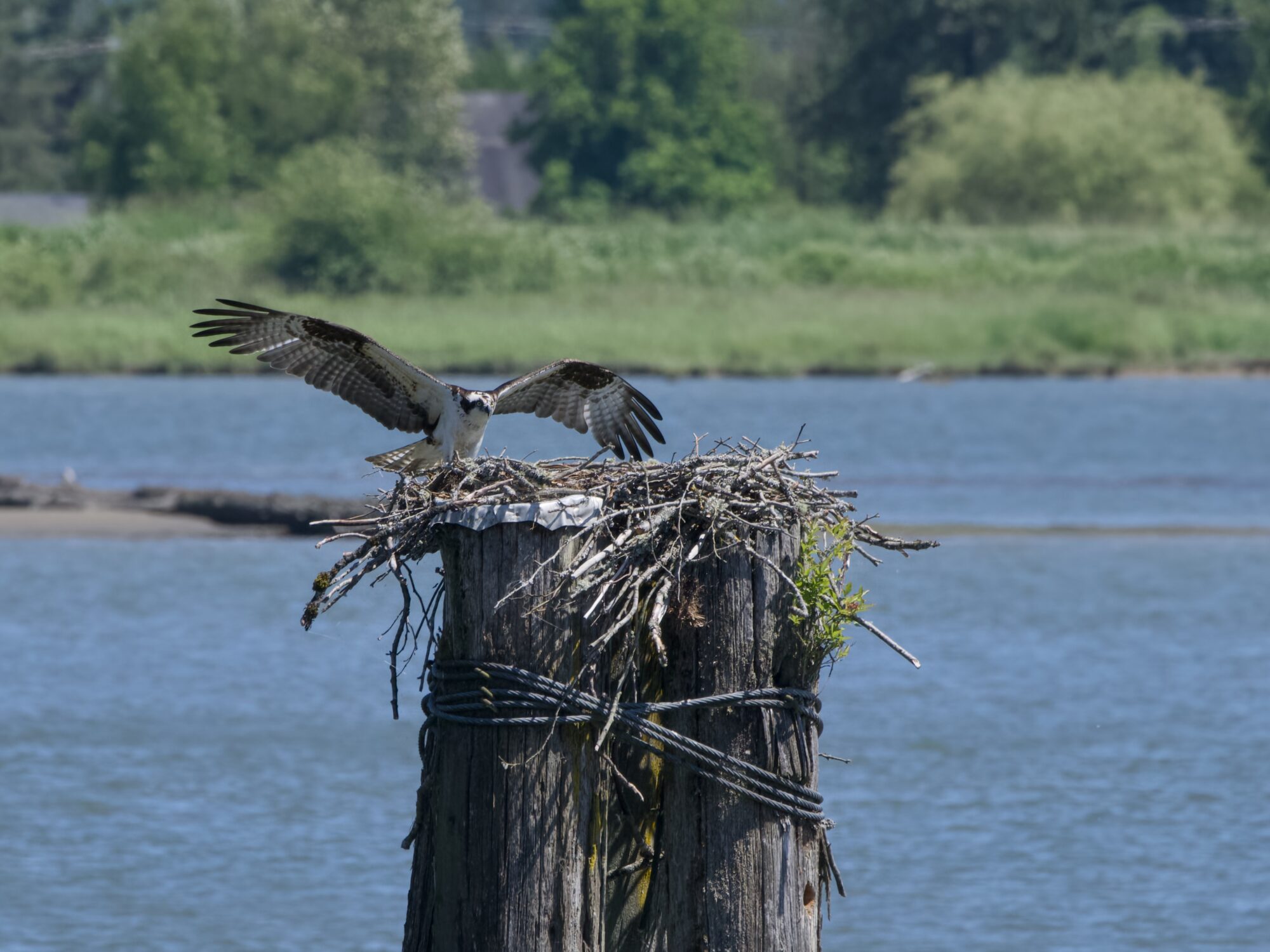 The Osprey is landing on its nest, wings still up and spread