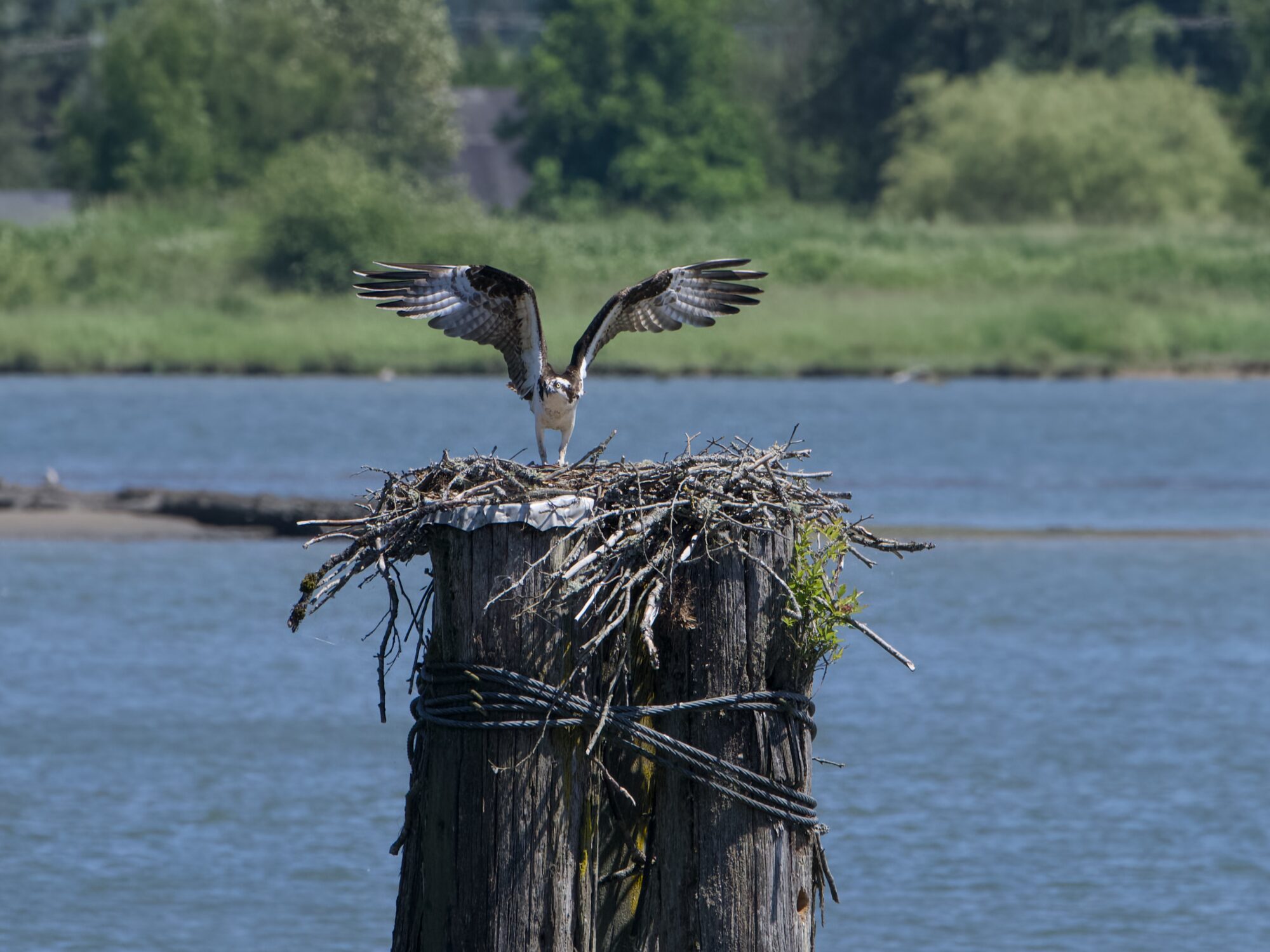 Now the Osprey is facing us, wings still up