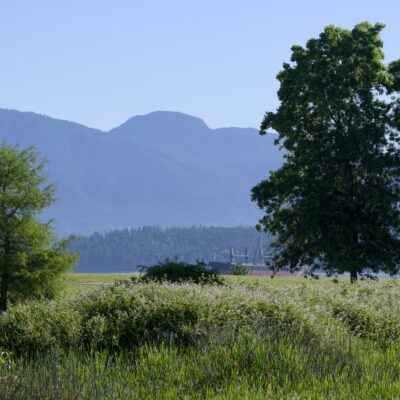 Tall trees framing a background of fuzzy blue mountains under a solid blue sky