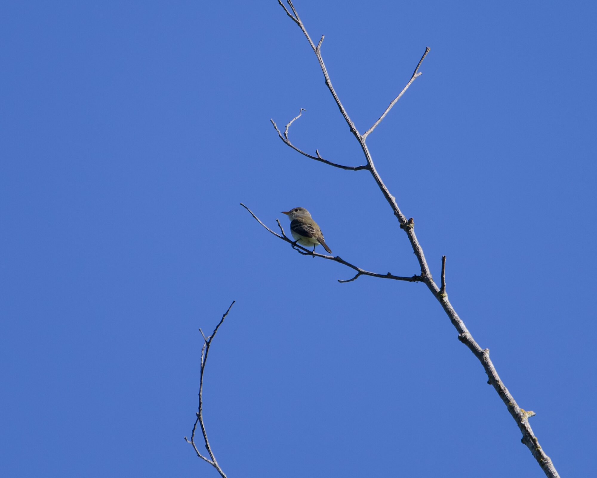A Western Flycatcher -- a little bird with drab olivy wings and a paler chest -- is sitting up in a mostly bare tree. It is facing away from me, but turning its head to one side. The sky in the background is solid blue