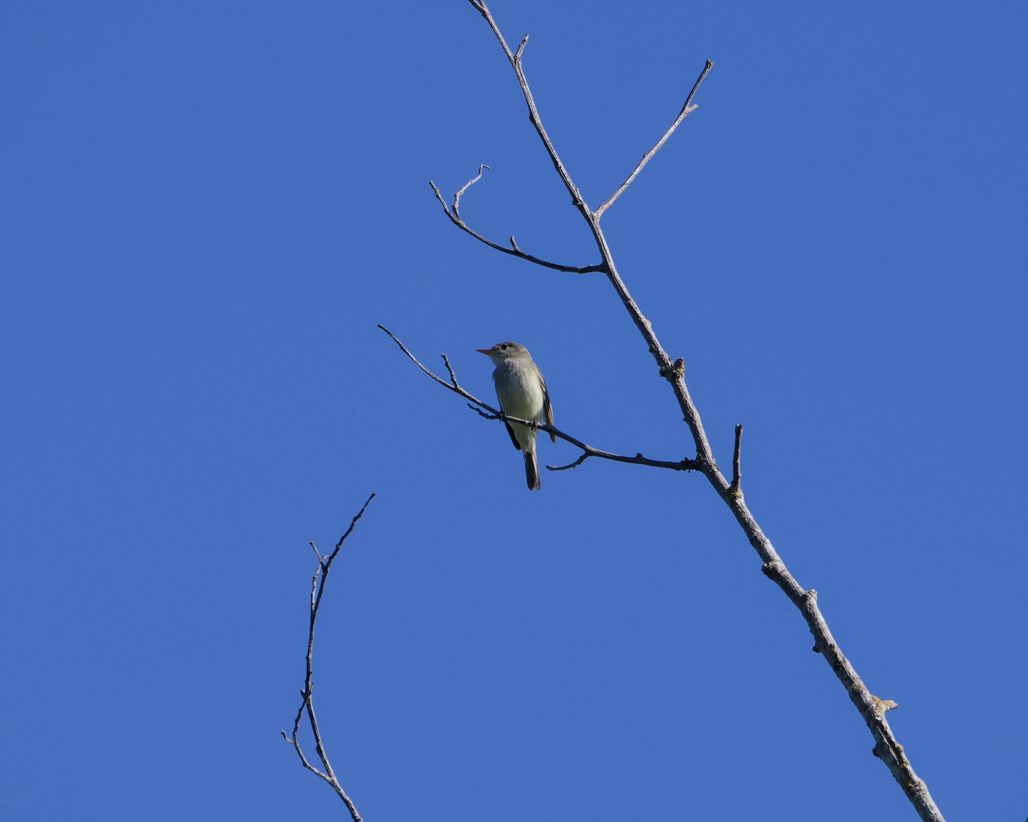 A Western Flycatcher -- a little bird with drab olivy wings and a paler chest -- is sitting up in a mostly bare tree. It is facing me, but turning its head to one side. The sky in the background is solid blue