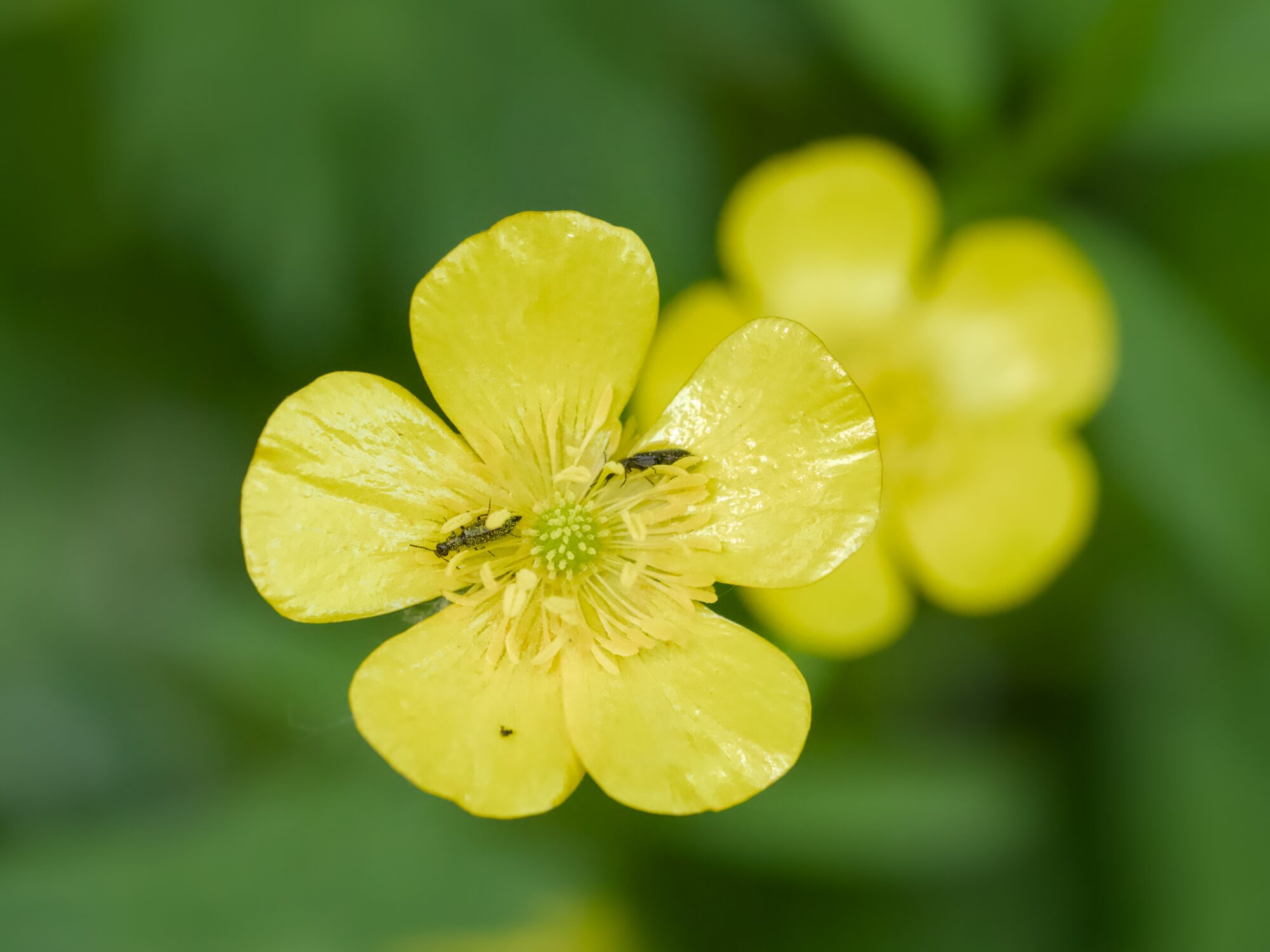 Two buttercups against a green background. One has a couple of tiny black insects covered in pollen