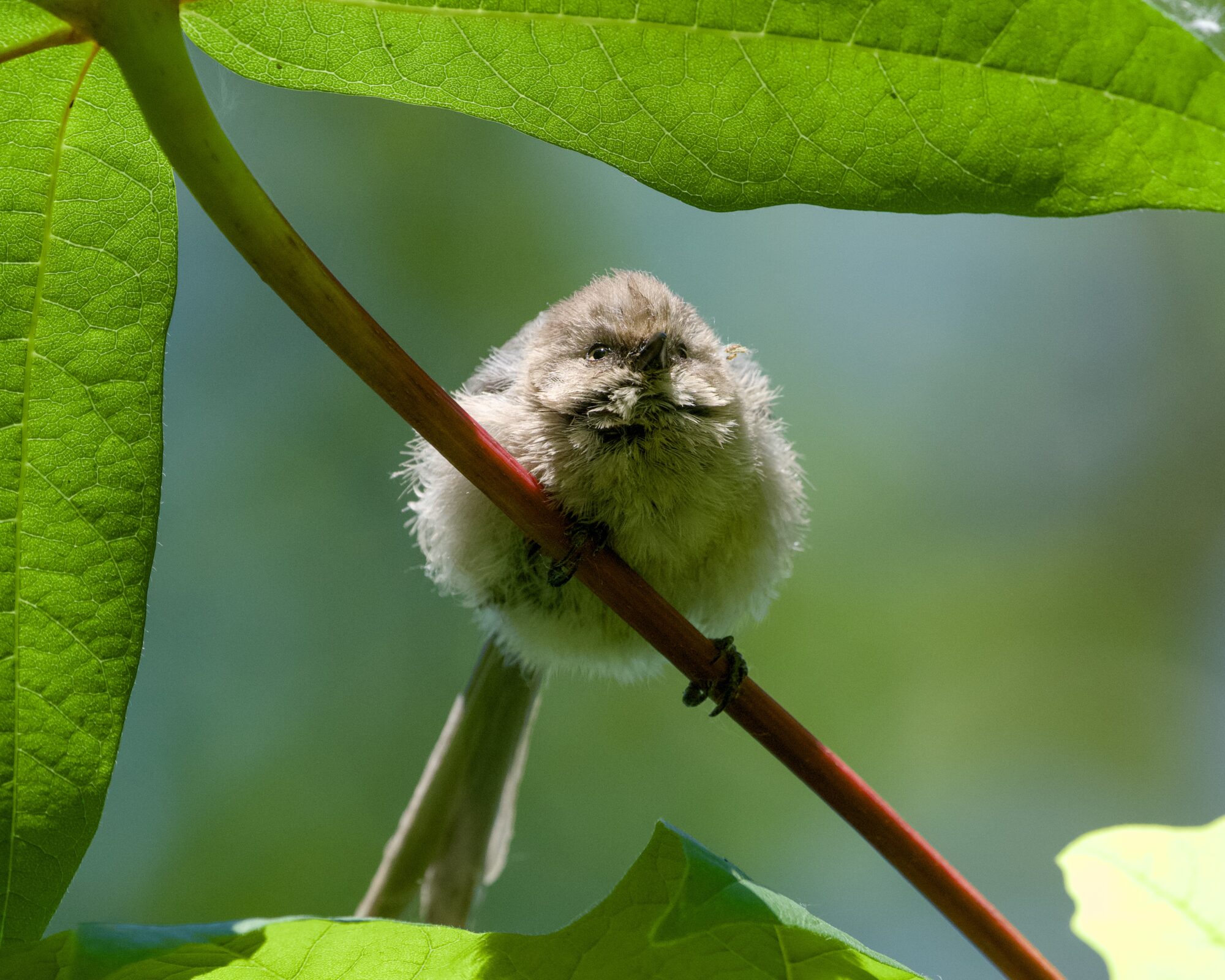 An American Bushtit up in a tree, framed by some fresh green leaves. It is puffing up and looking in my direction