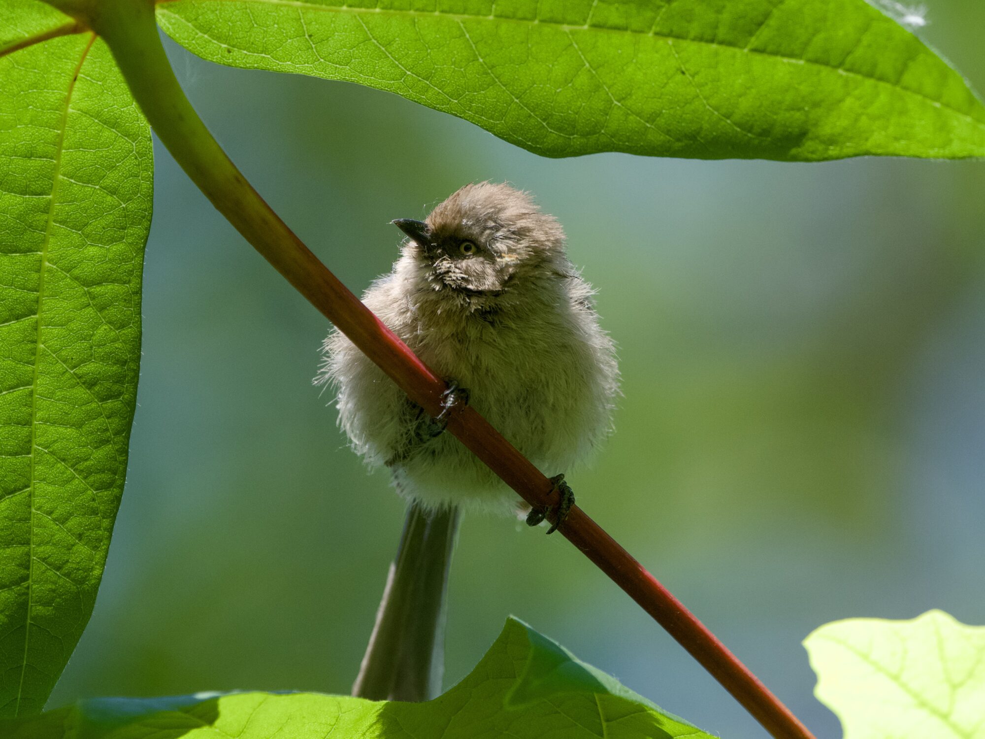 An American Bushtit up in a tree, framed by some fresh green leaves. It is puffing up and looking to one side