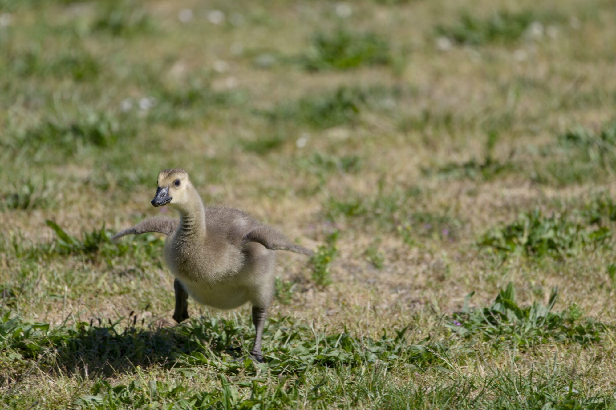 A gosling running in my general direction, stubby flightless wings extended. The grass is a mix of green and yellow