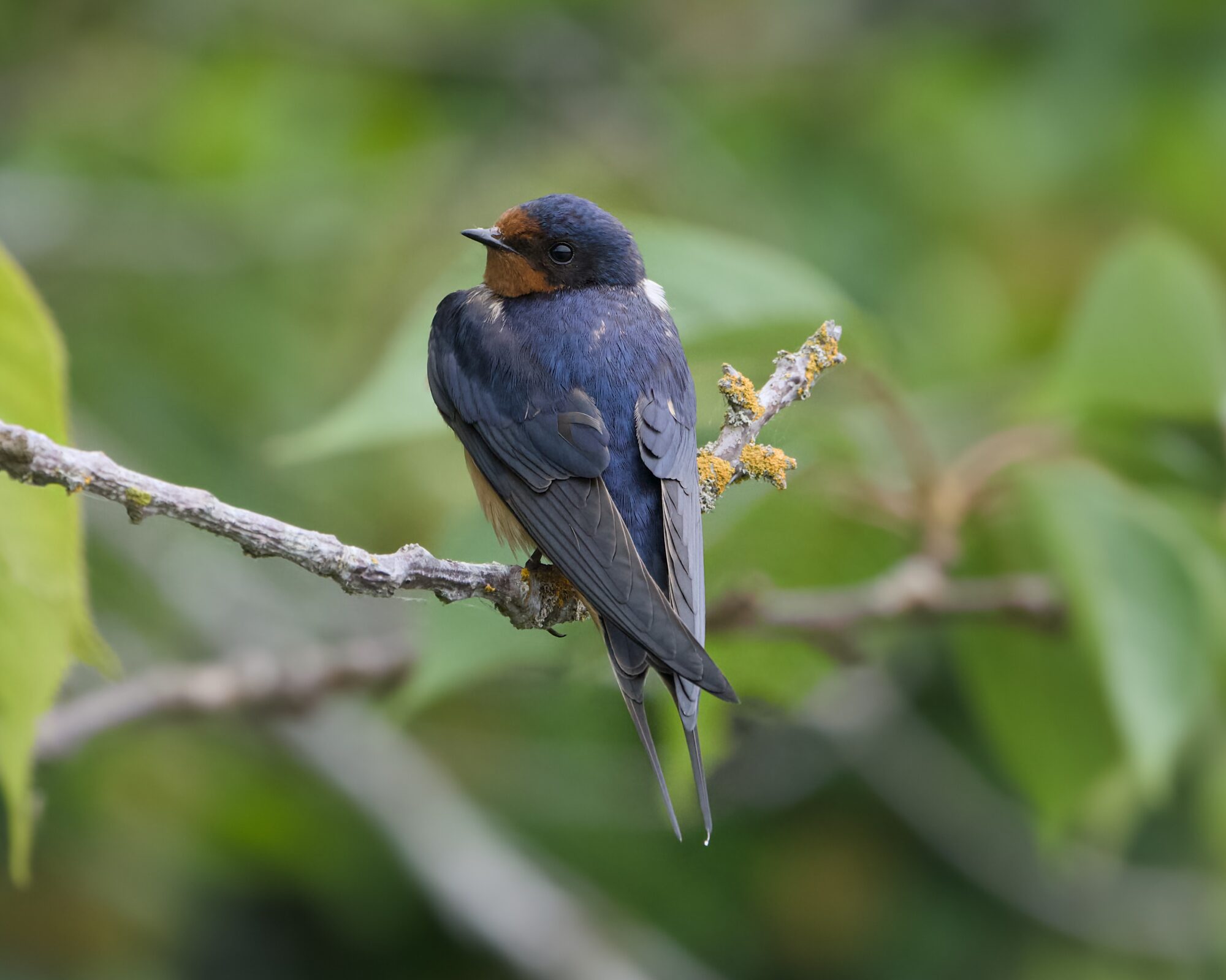 A Barn Swallow resting on a branch, its back to me, looking up and over its shoulder