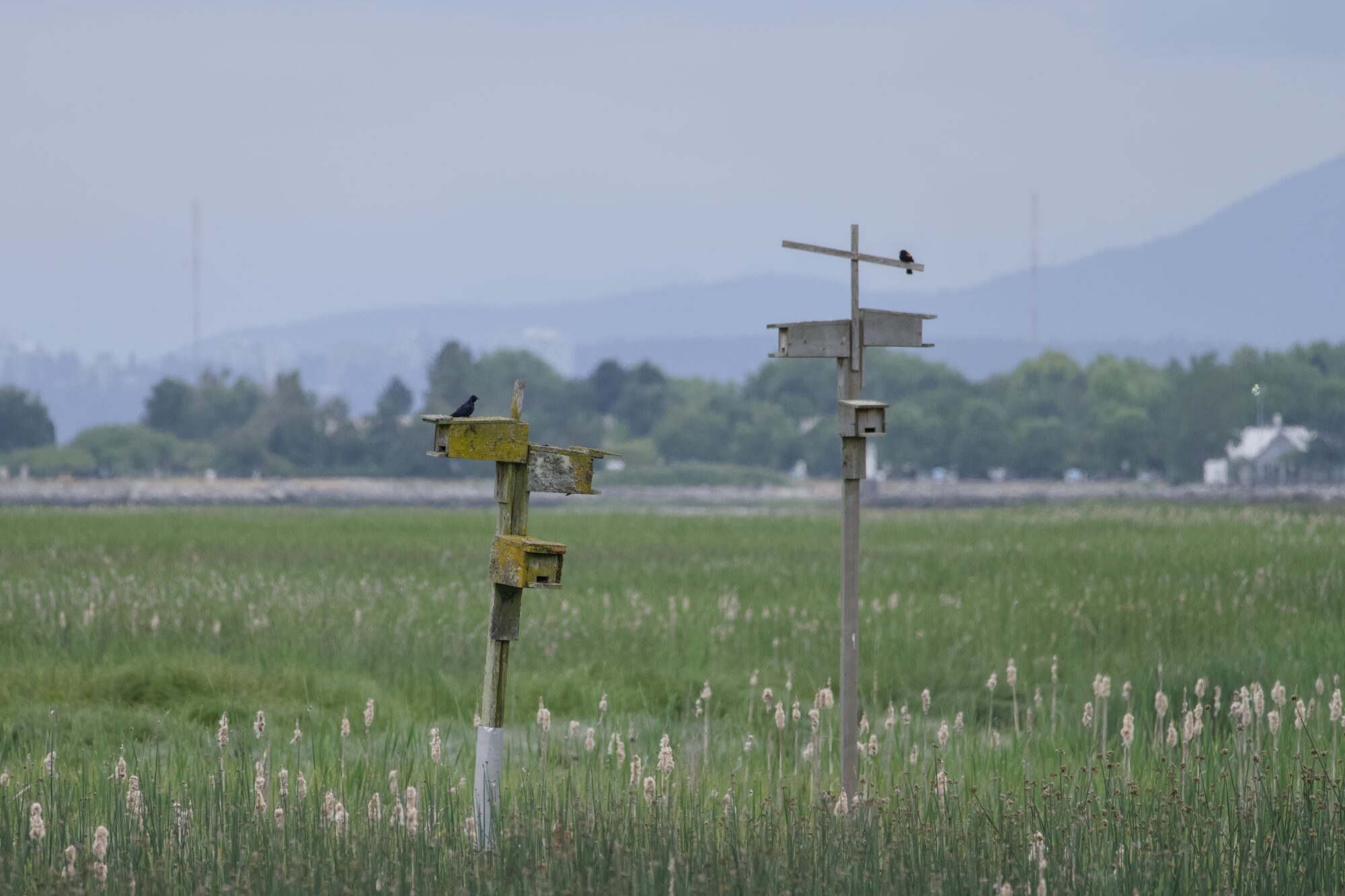 Two bird condos out in the marshes. On the left one is a Purple Martin, on the right one is a Red-winged Blackbird.