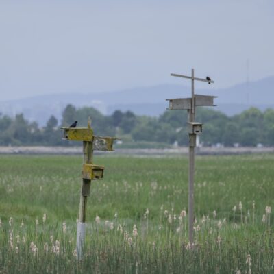 Two bird boxes out in the marshes