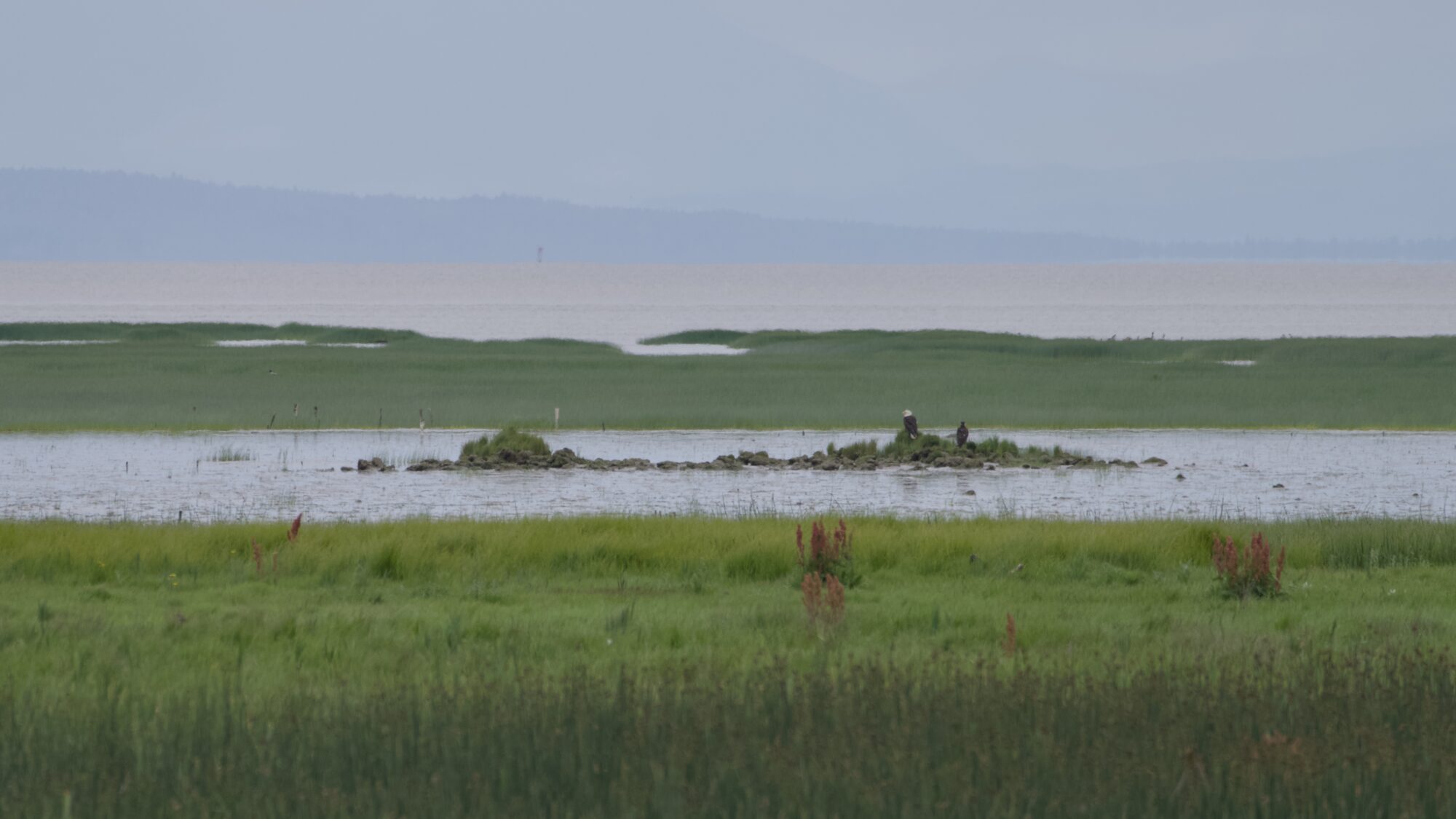 The faraway edge of the marsh beyond the North Dike trail. There is a little lsland in a sort of marshy bay. Two Bald Eagles are sitting on that island: one adult, one juvenile